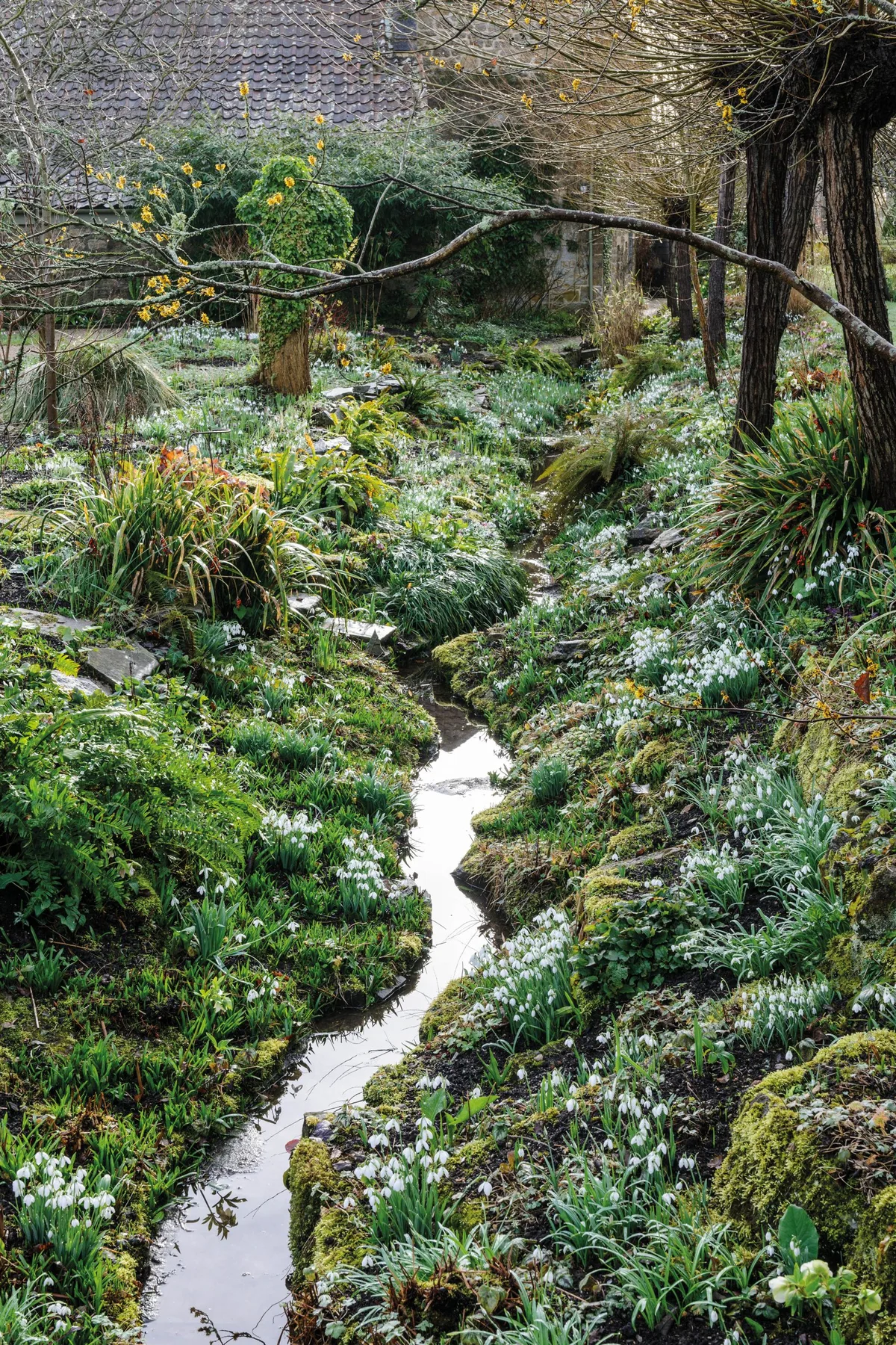 The Ditch at East Lambrook Manor, carpeted with snowdrops The Ditch at East Lambrook Manor, carpeted with snowdrops