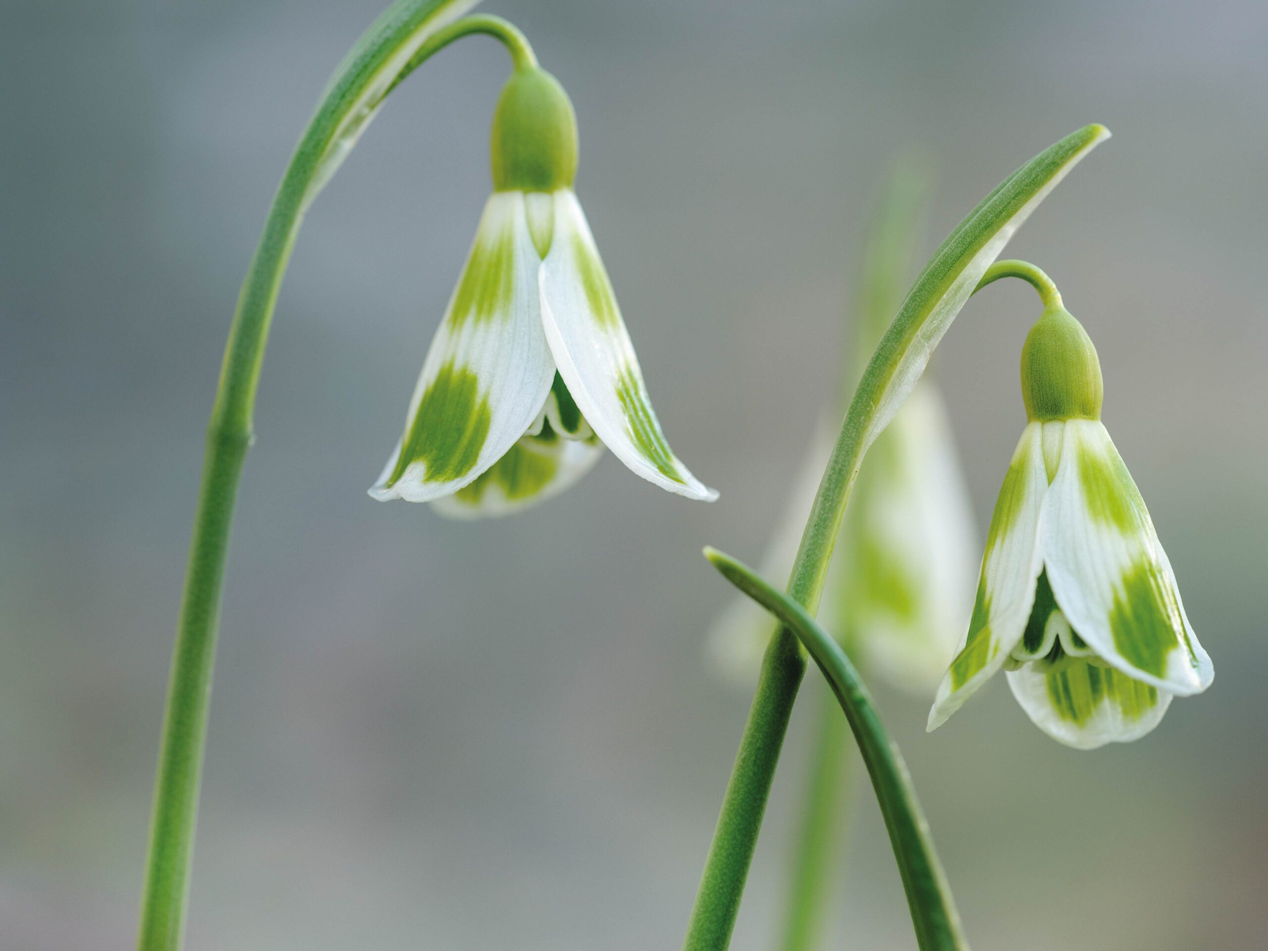Galanthus plicatus ‘Phil Cornish’