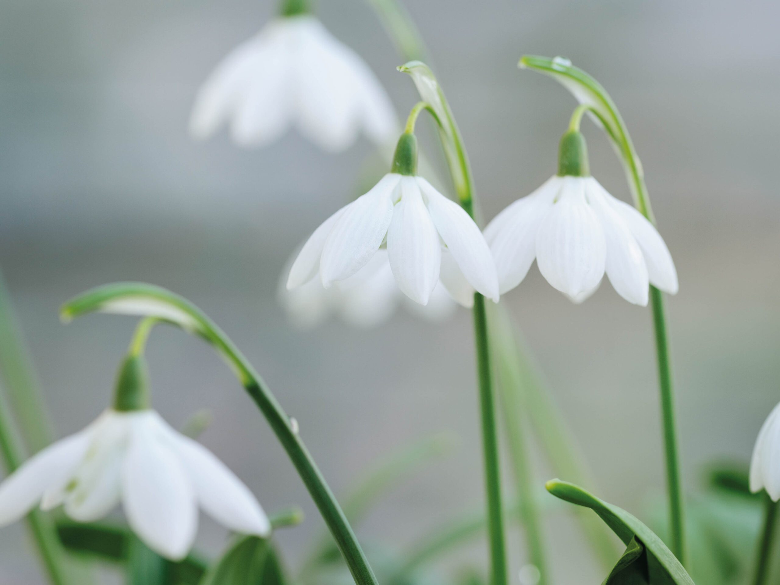 Galanthus elwesii ‘Godfrey Owen’