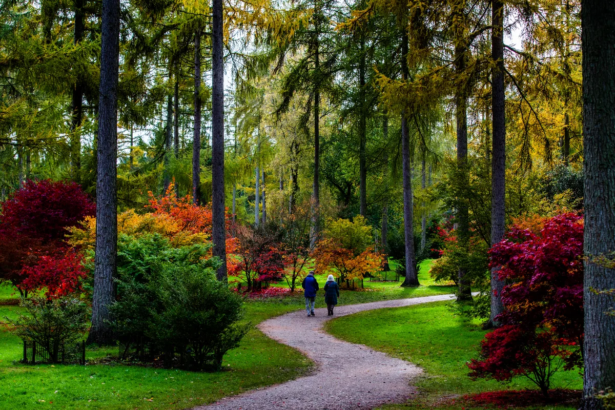 Johnny Hathaway_Autumn_2019 (86) Autumn at Westonbirt Arboretum