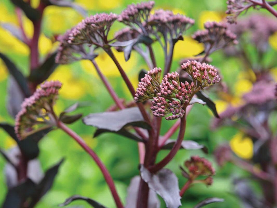 Purple plant