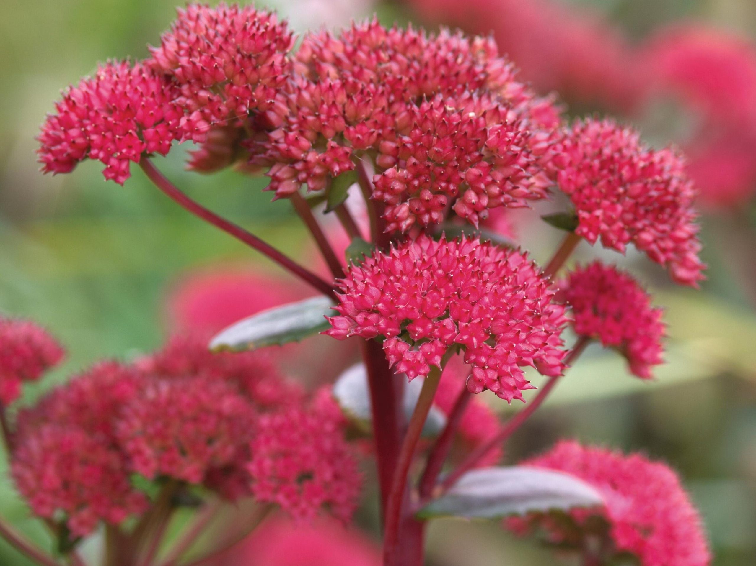 Pink flowers