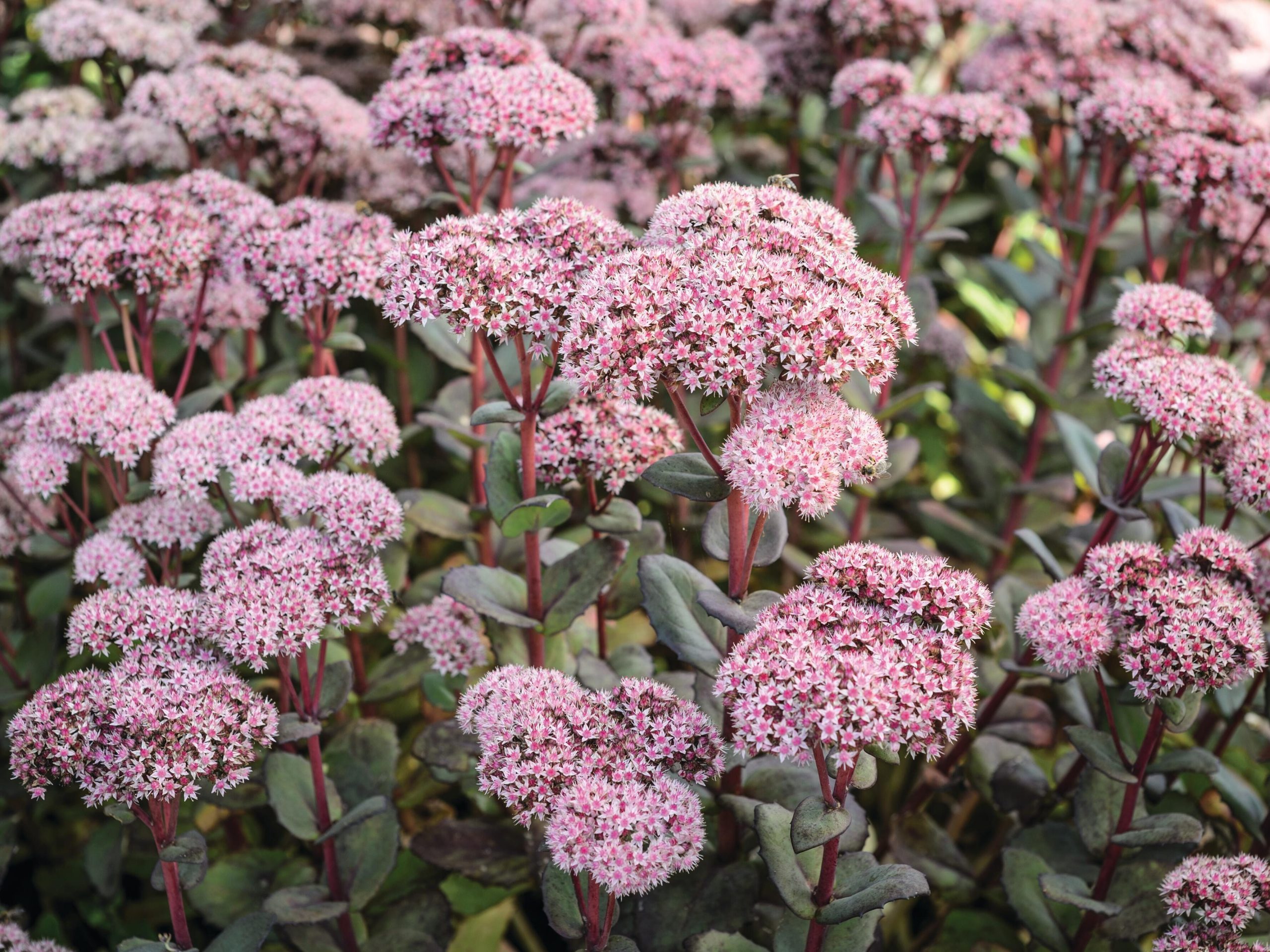 Pink flowers