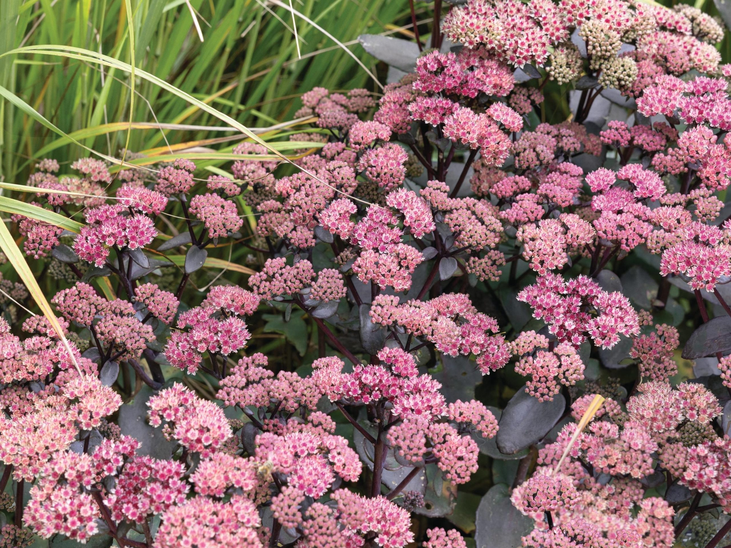 pink flowers