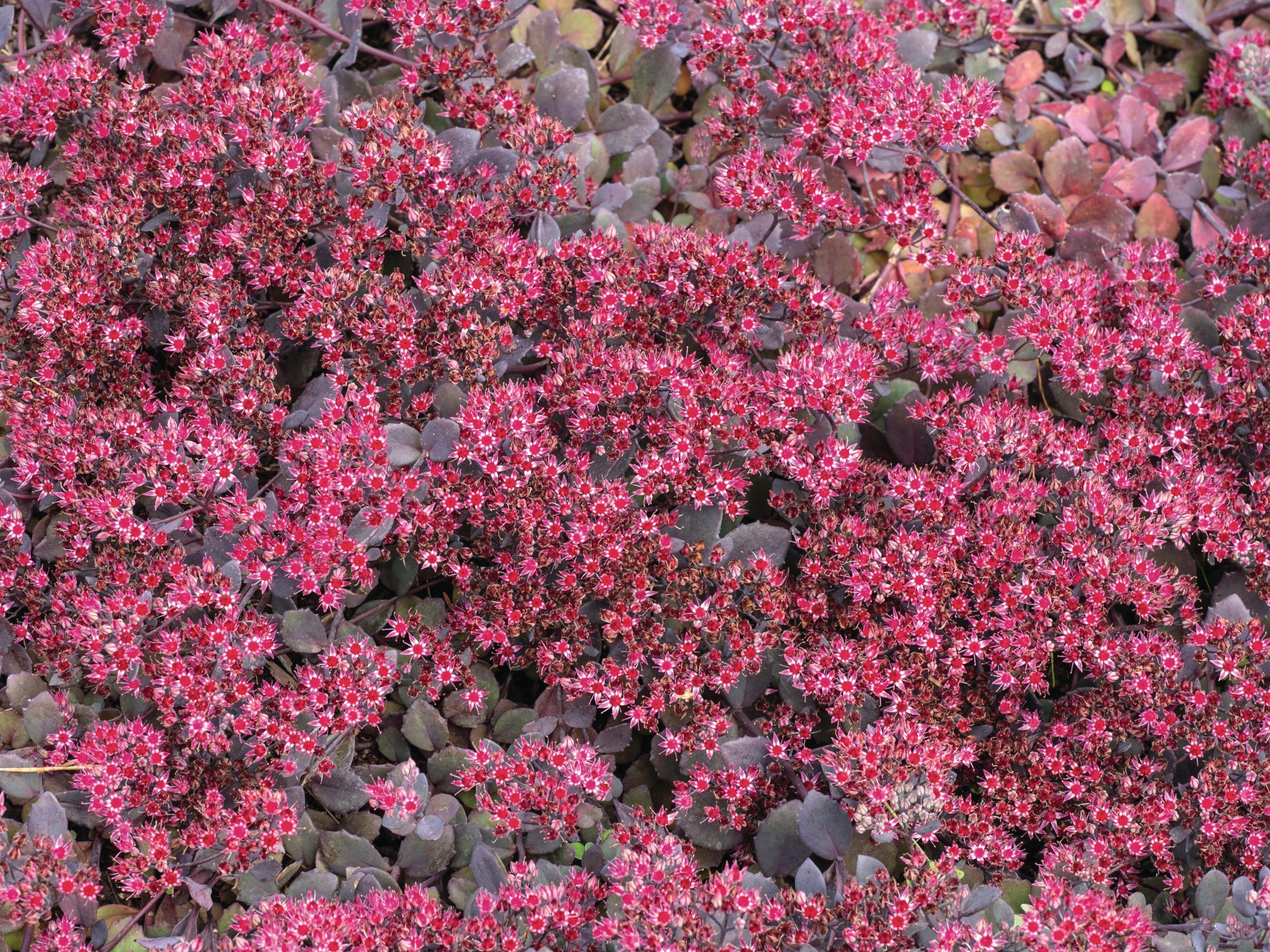 Pink flowers