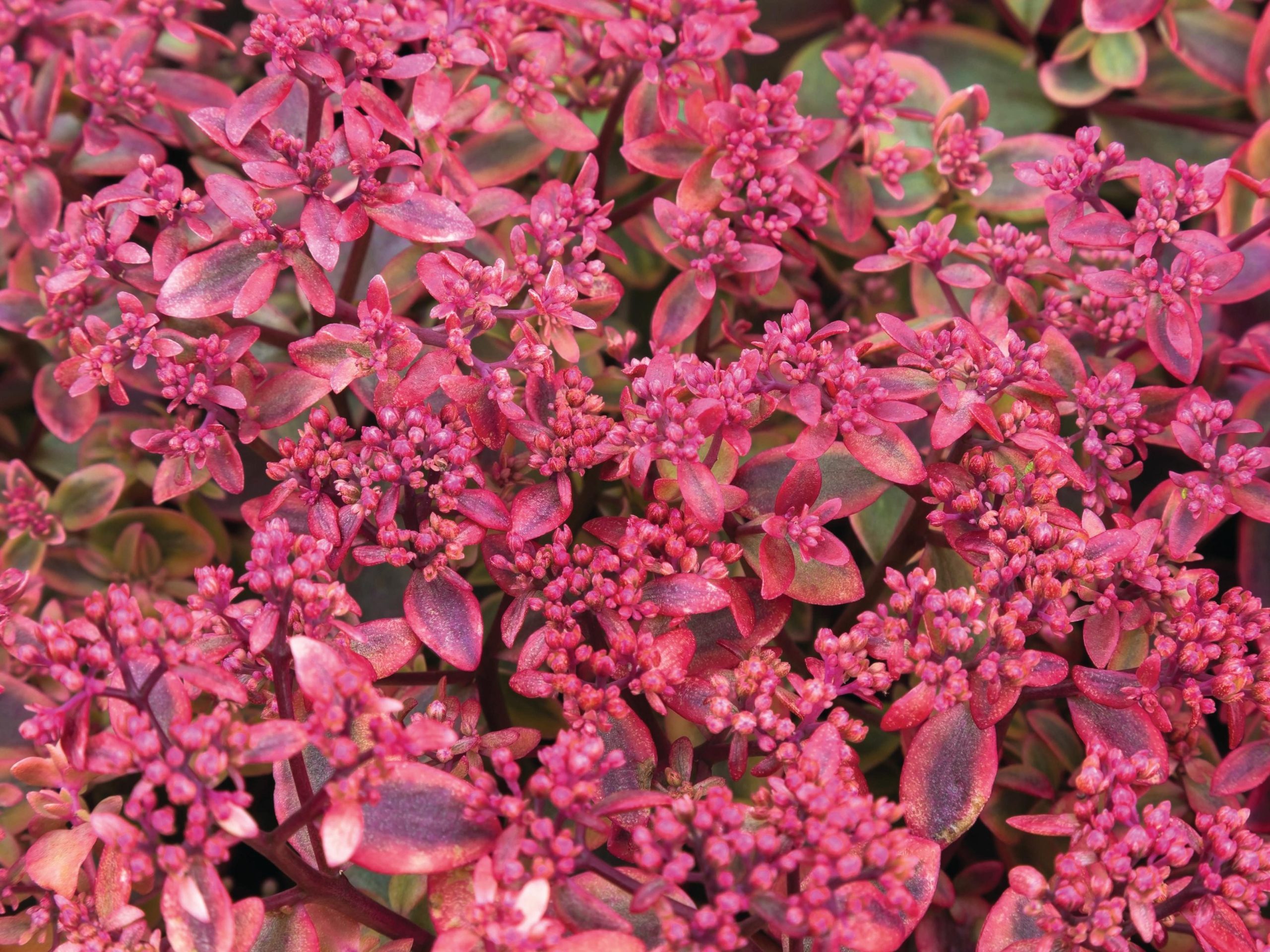 Pink flowers