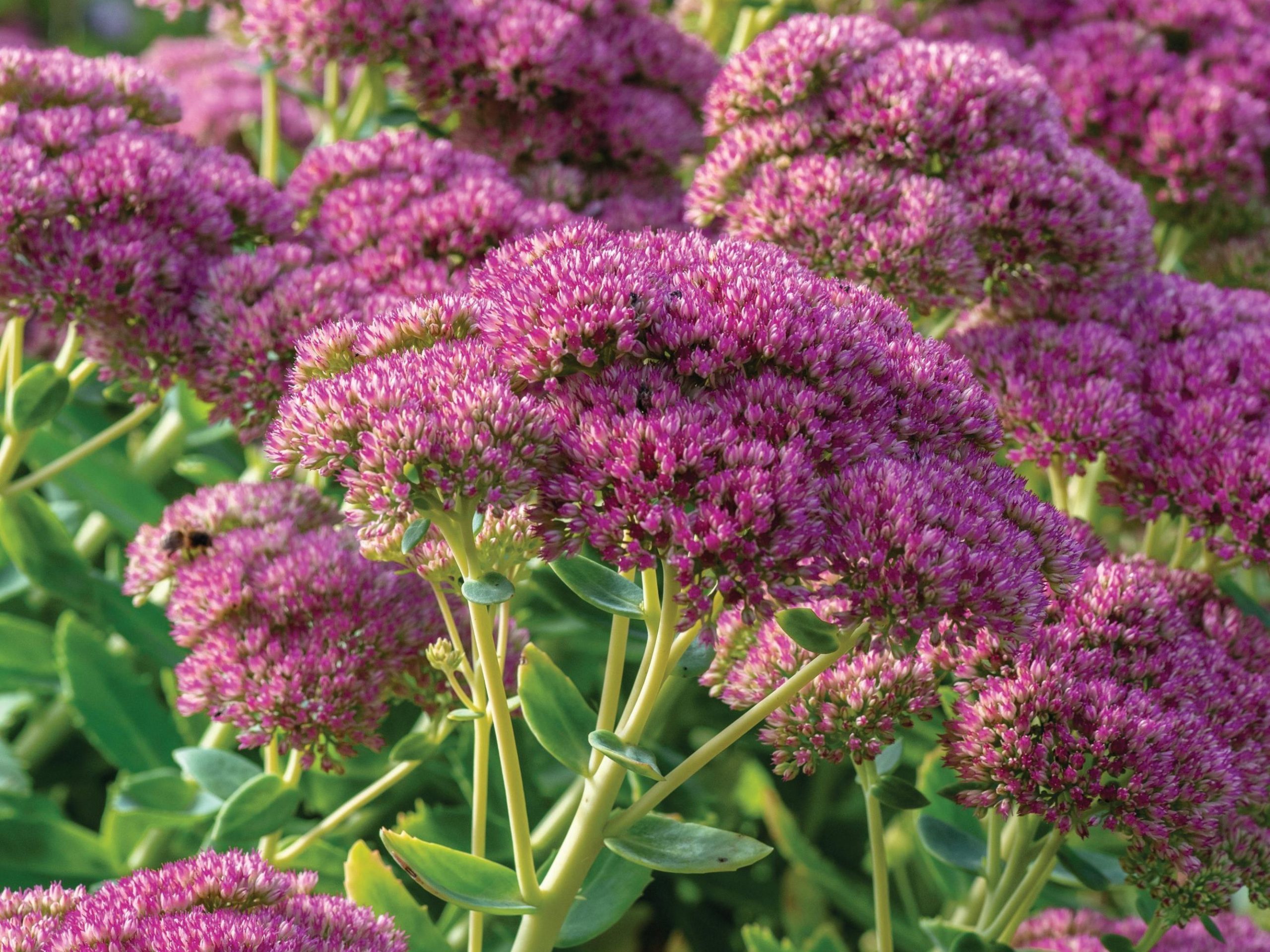 Purple flowers