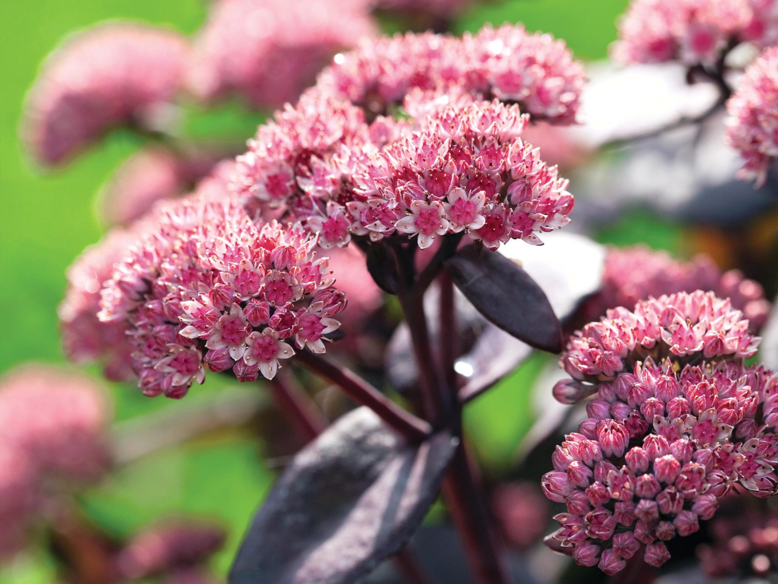 Pink flowers