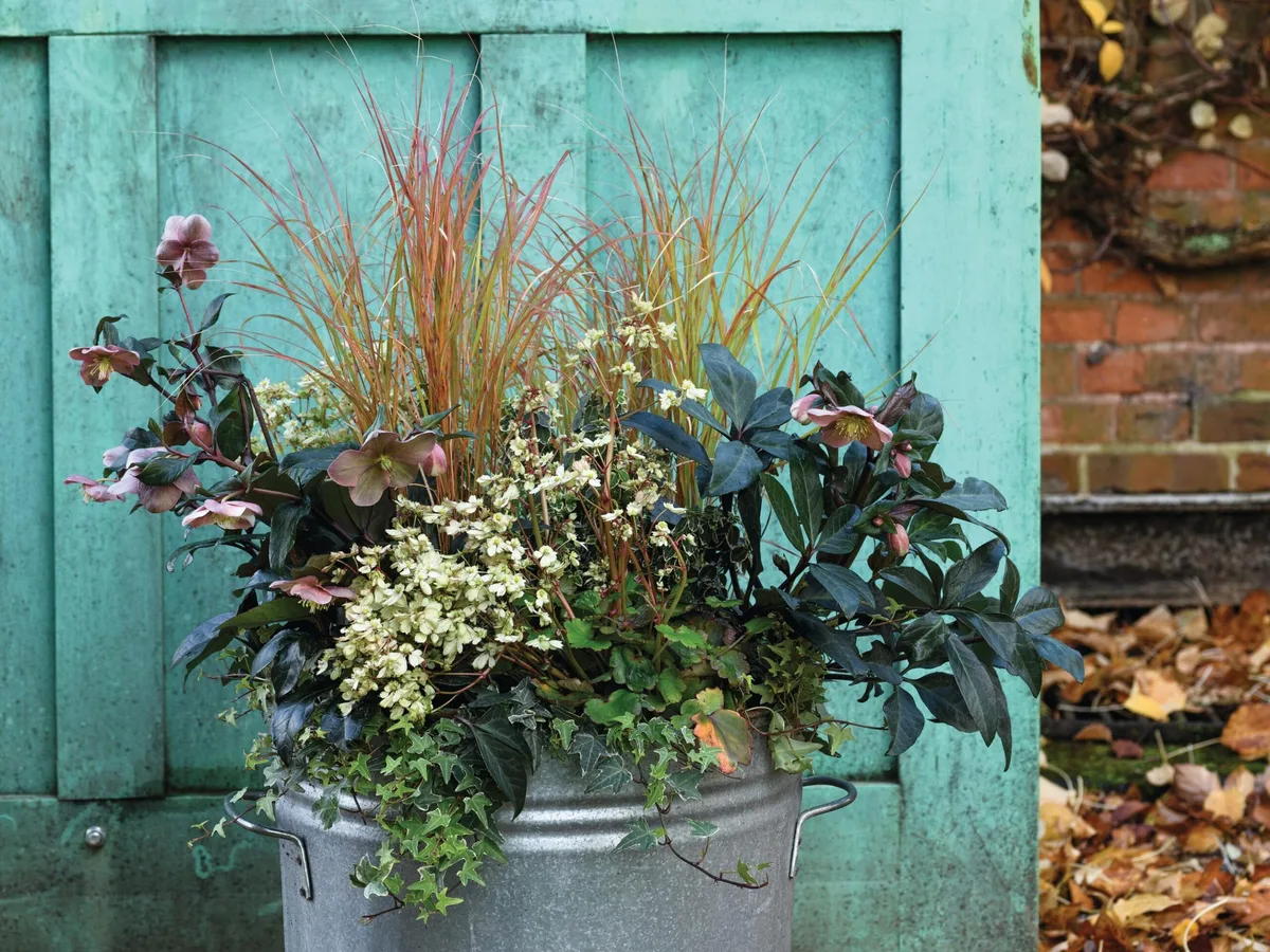 An autumn container using hellebores and euonymous from Jo Thompson An autumn container using hellebores and euonymous from Jo Thompson