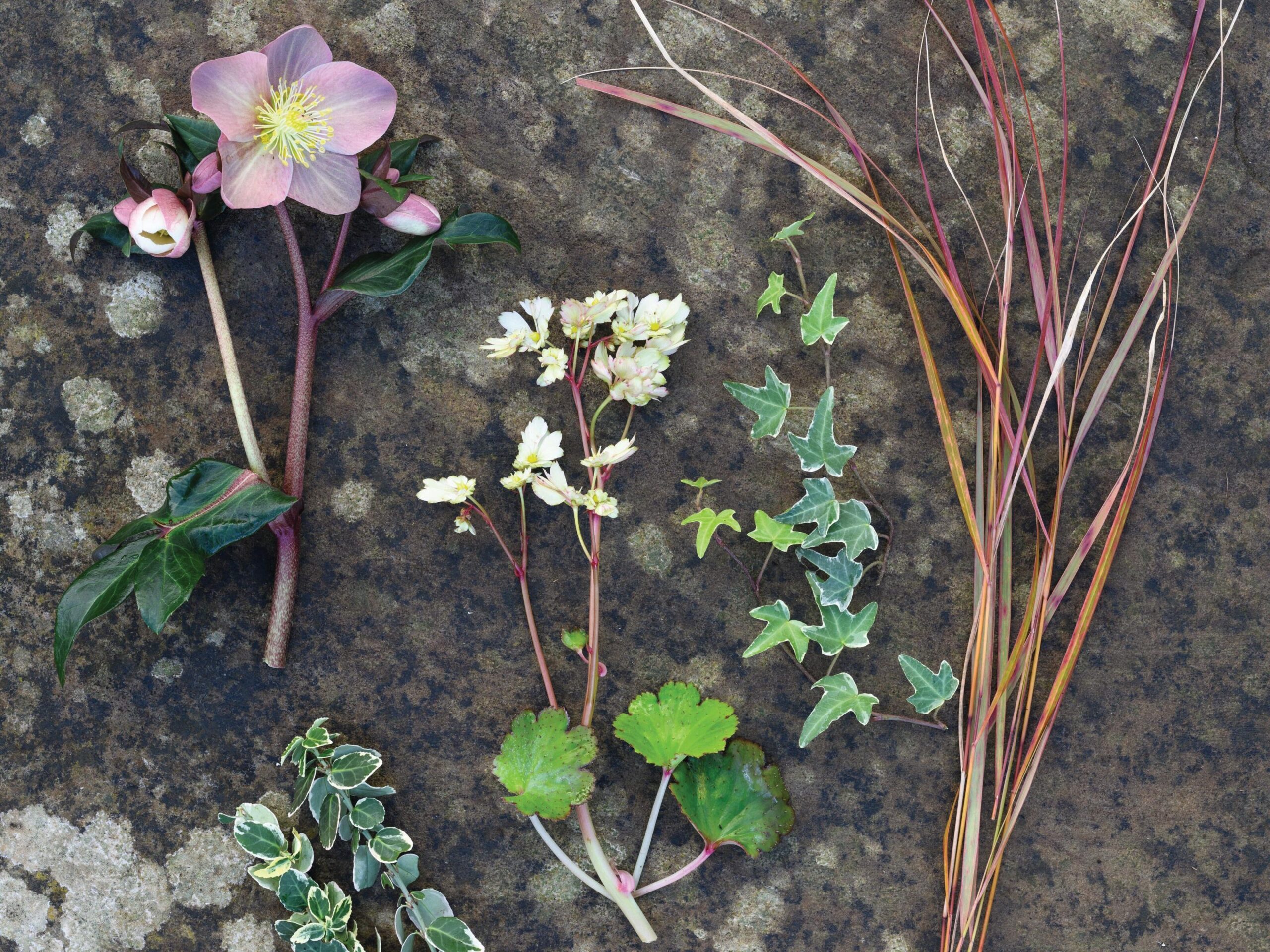 An autumn container using hellebores and euonymous from Jo Thompson