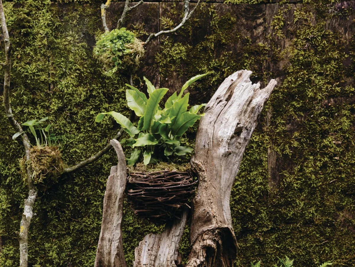 A gnarly wood stump planted up using moss and ferns for Easter A gnarly wood stump planted up using moss and ferns for Easter
