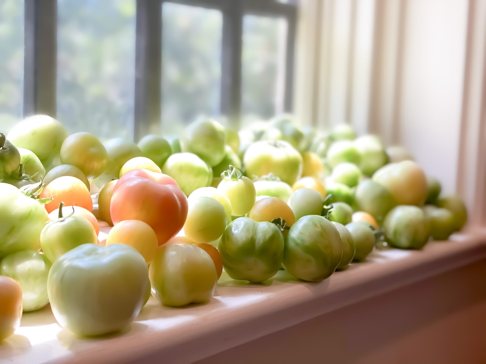 Fresh heirloom tomatoes from vegetable garden ripening on sunny window sill