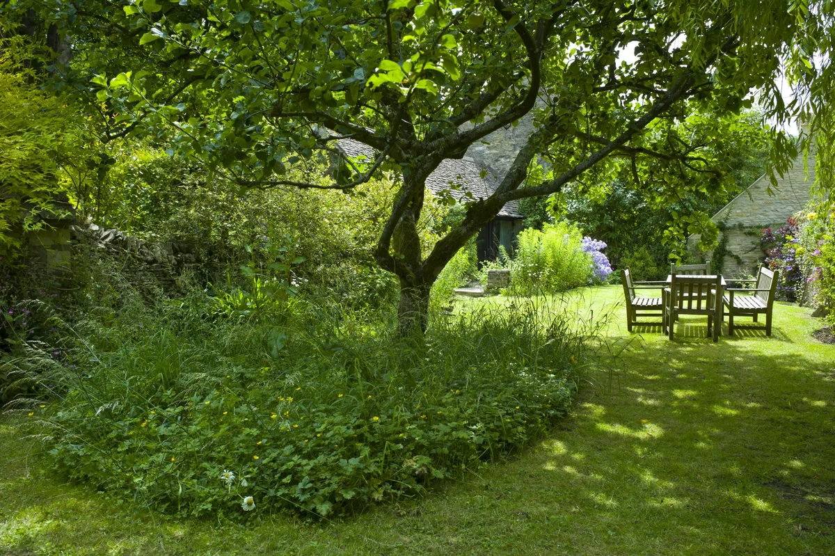 English Country Garden, The Cotswolds, UK A tree in a garden with a bench nearby