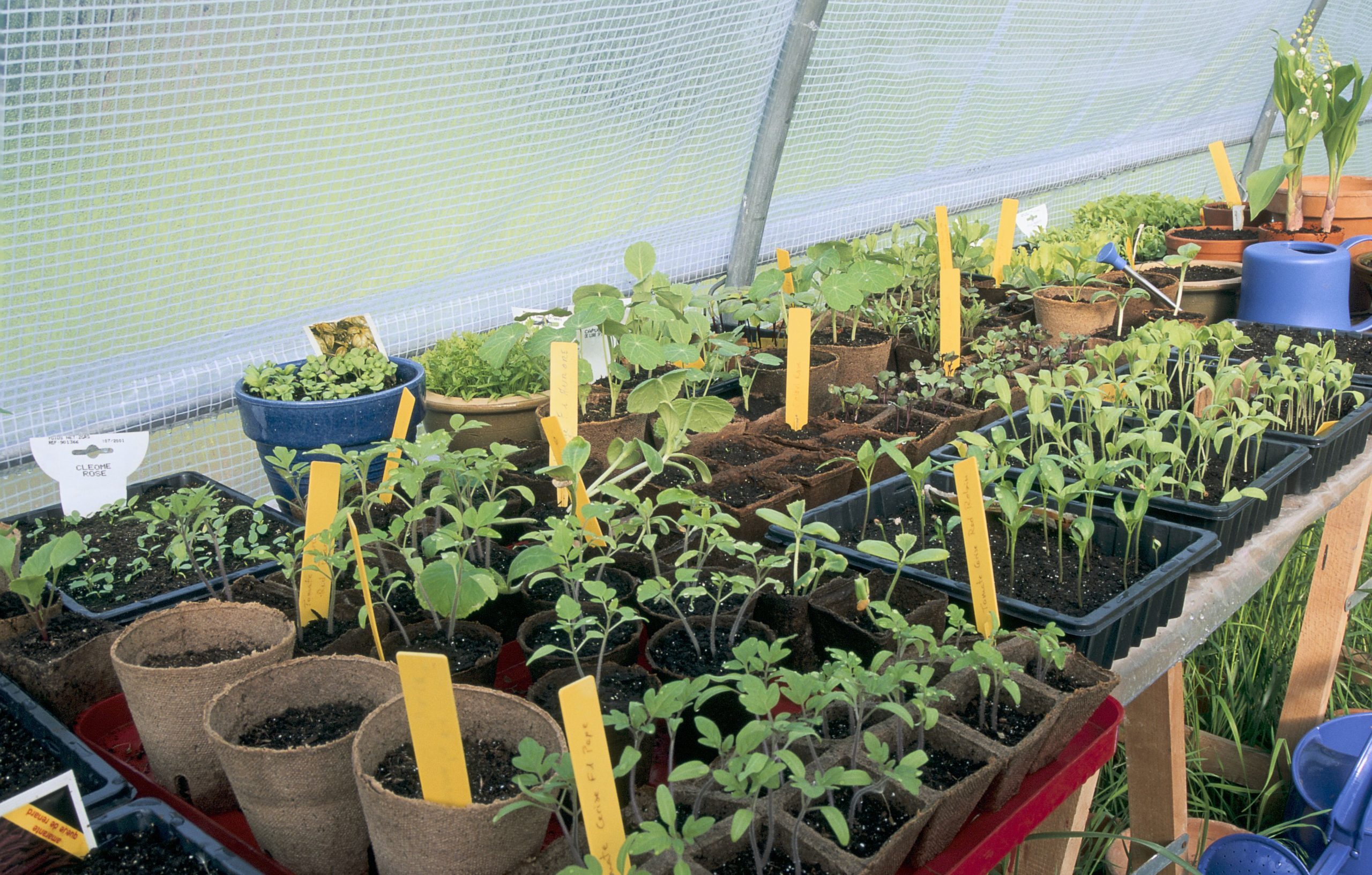 Greenhouse plants