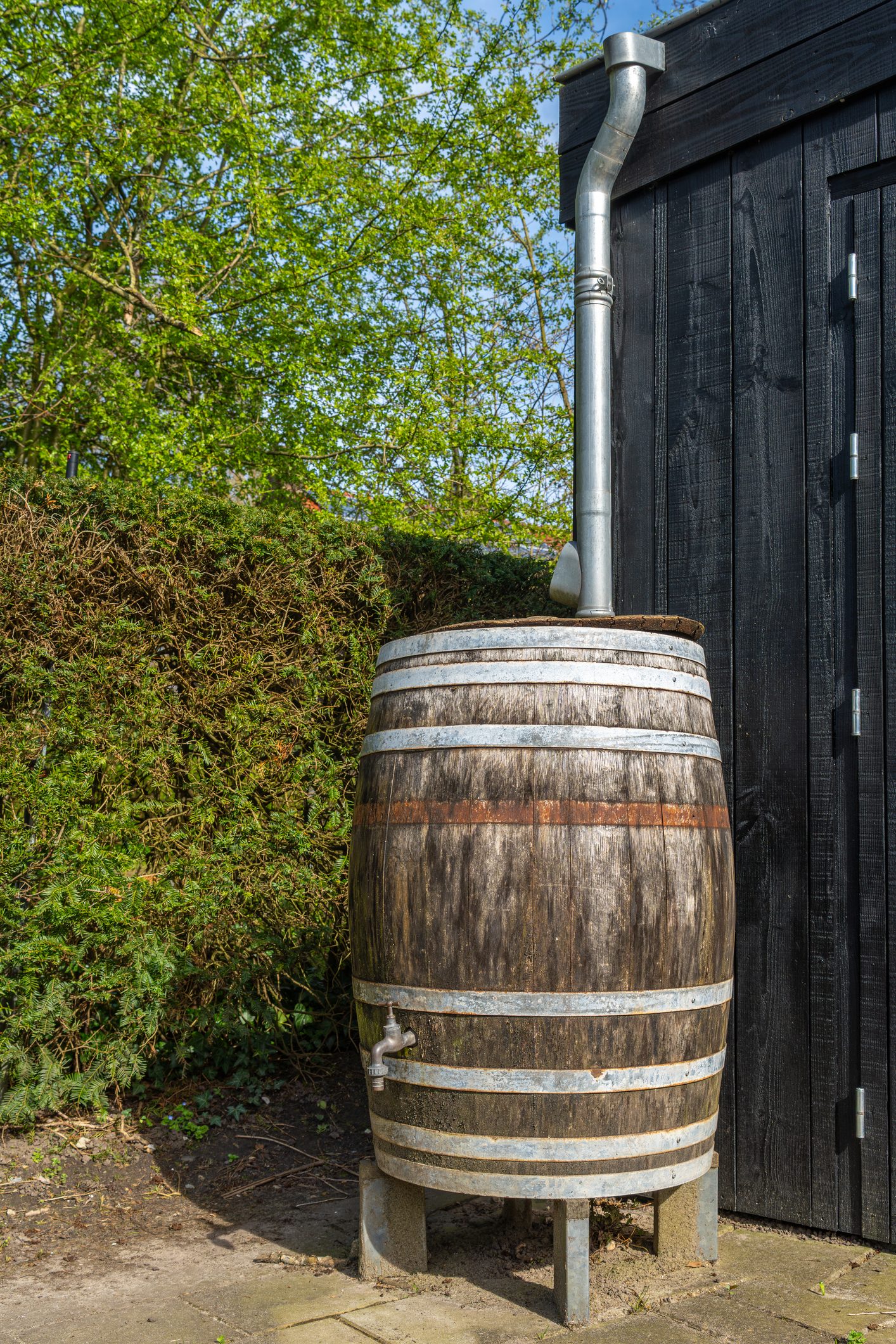 Wooden Rain Barrel in the garden for eco friendly rainwater harvesting and reusage
