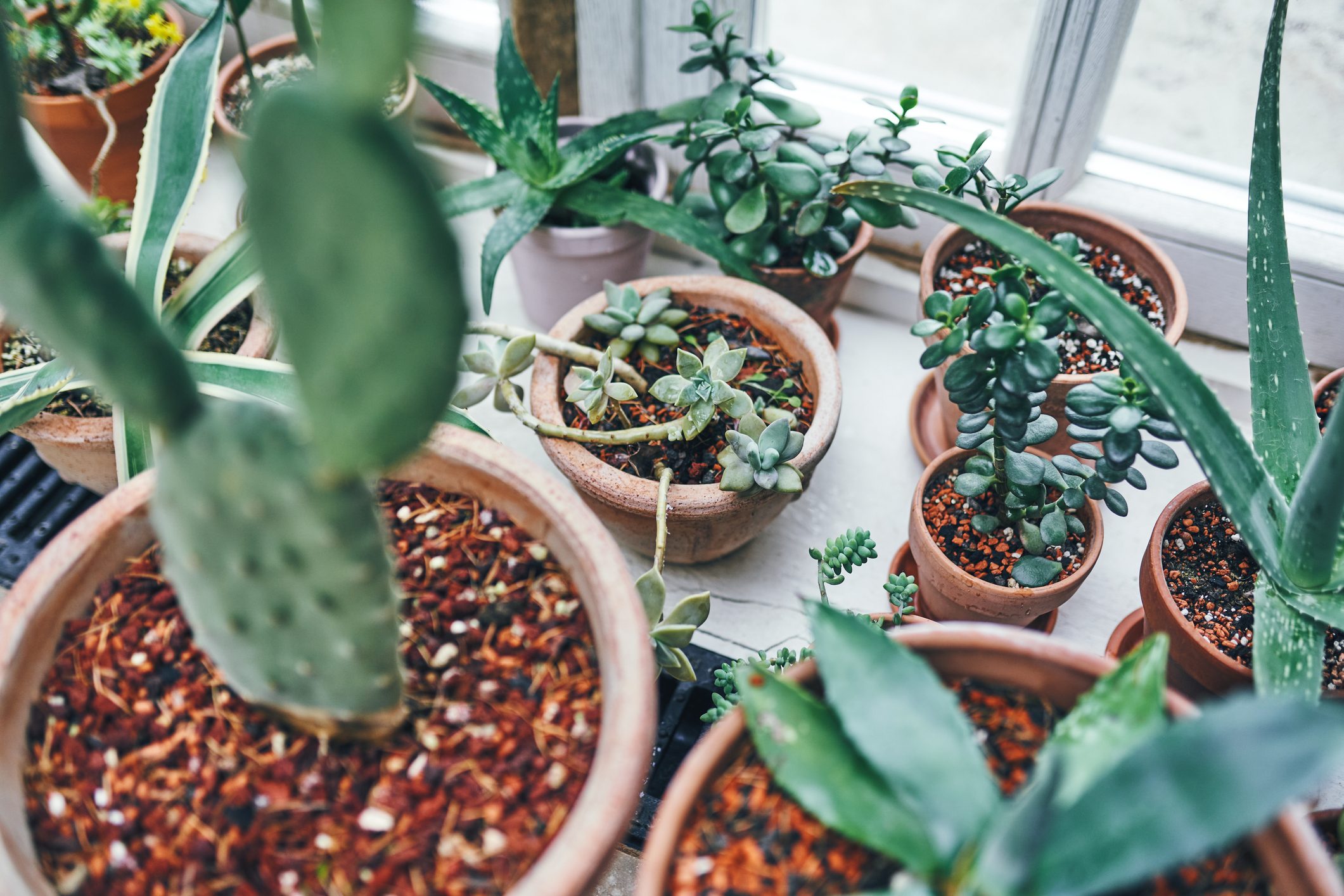 Assorted Potted Succulents on Windowsill