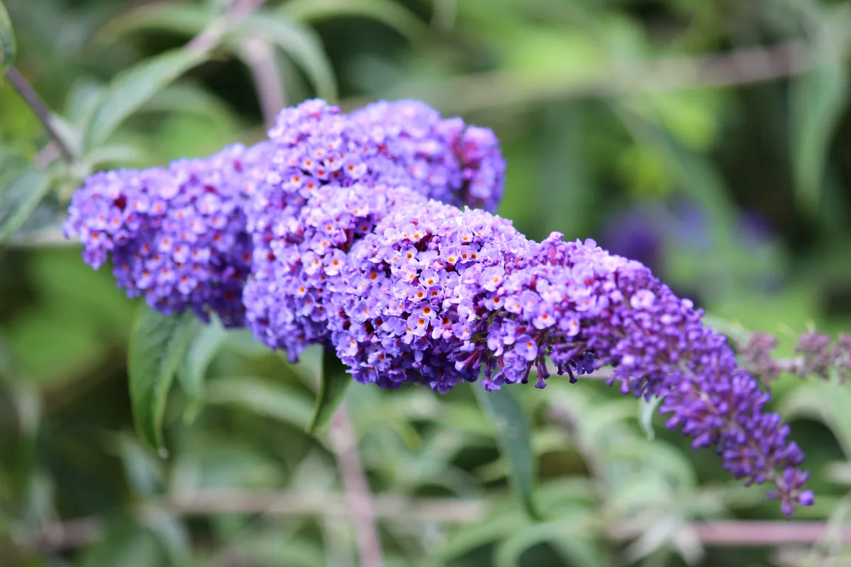 Pruning buddleia Pruning buddleia