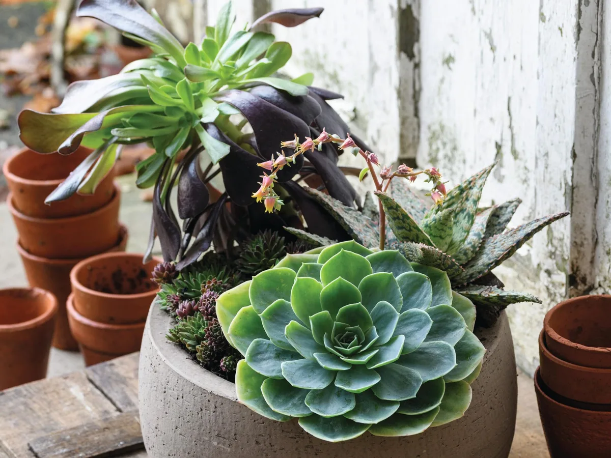 Jo Thompson's pots of style using succulents Jo Thompson's pots of style using succulents