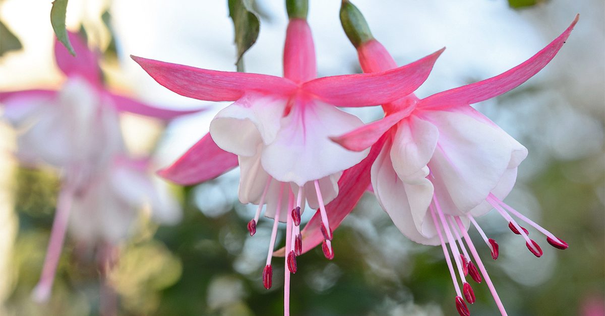 Hardy fuchsia: Fuchsia ‘Alice Hoffman’