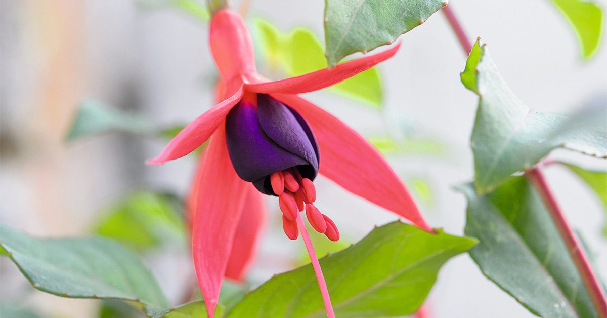 Hardy fuchsia: Fuchsia ‘Mrs Popple’
