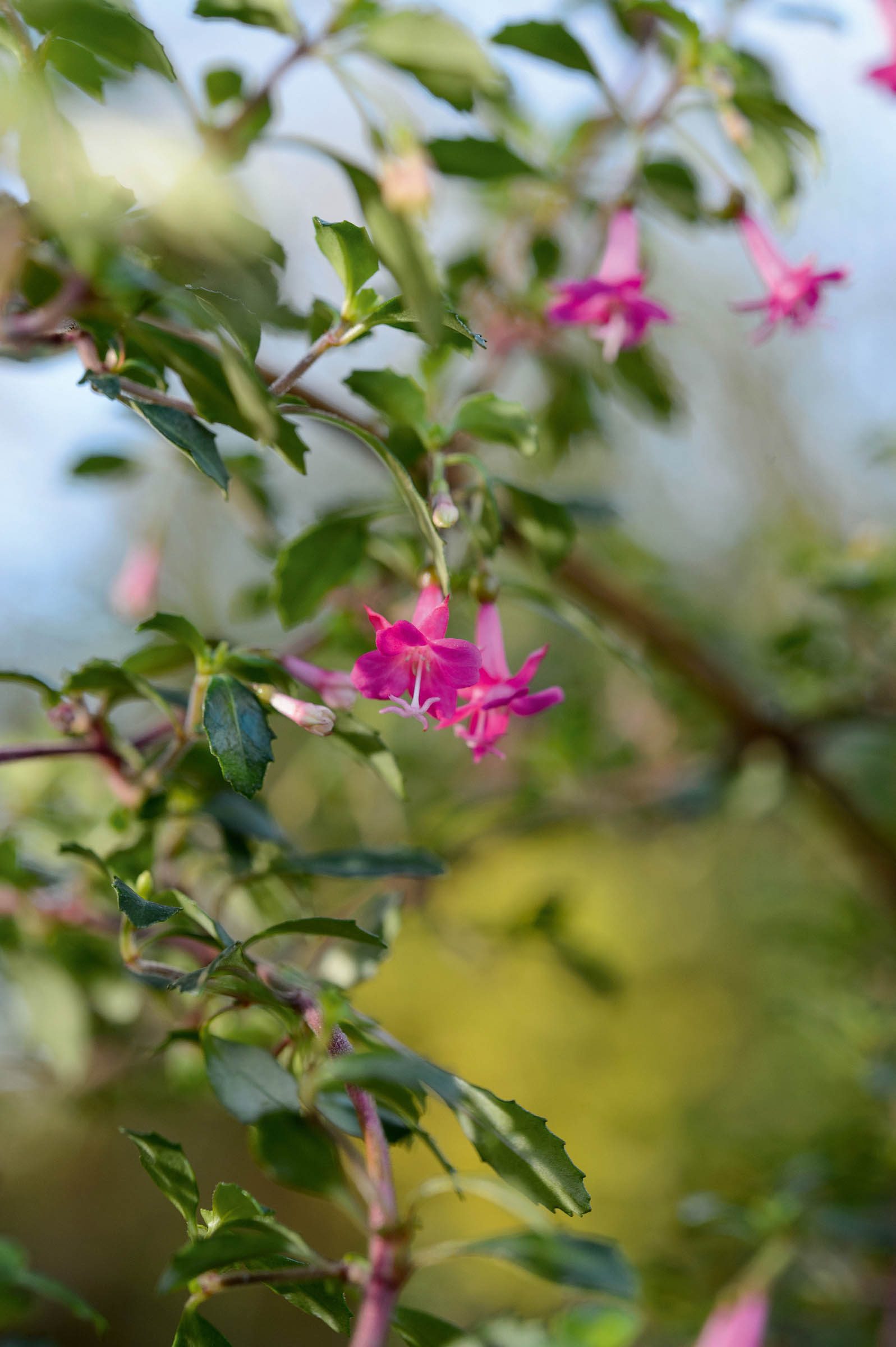 Hardy fuchsia: Fuchsia x bacillaris 'Reflexa'