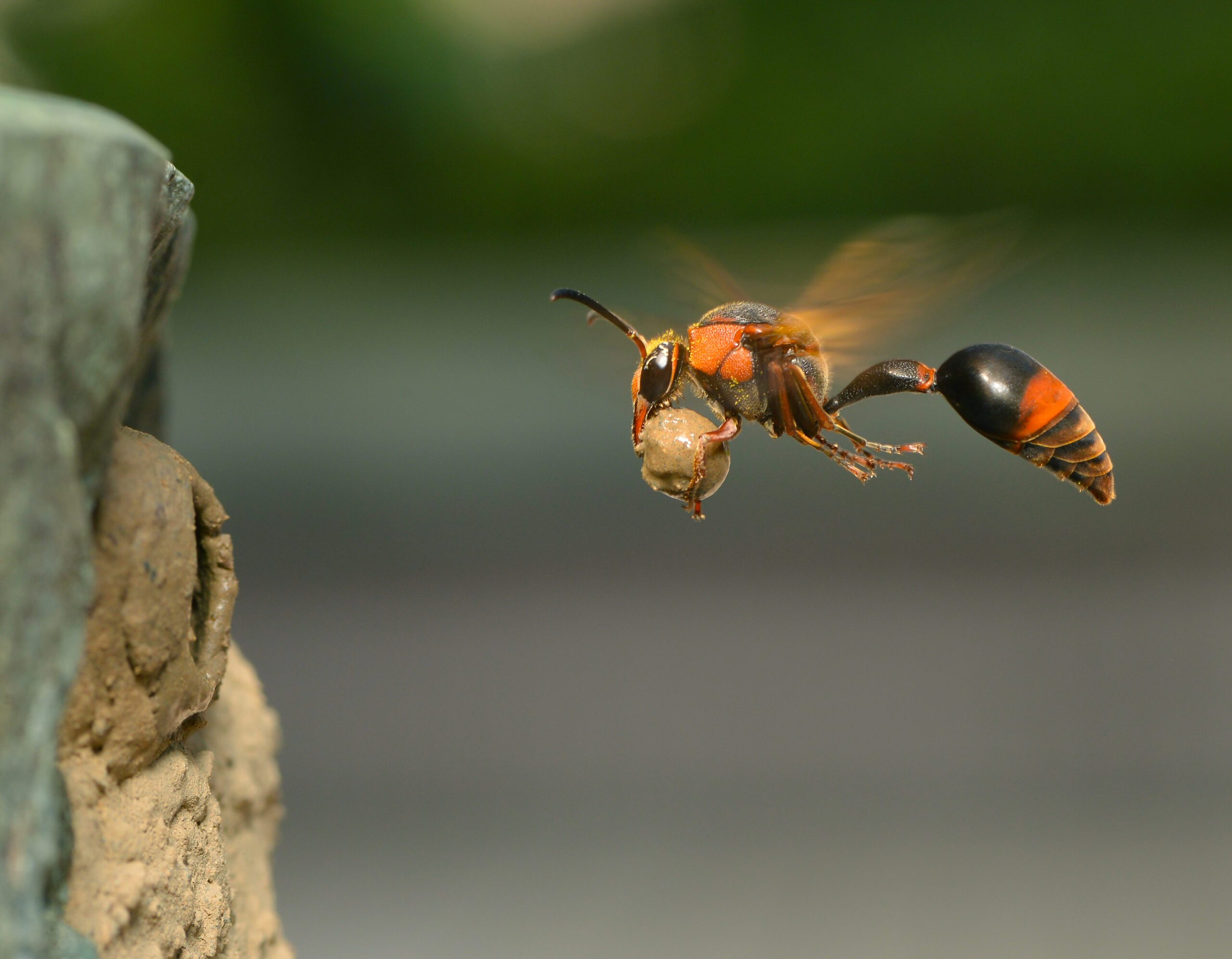 Potter wasp