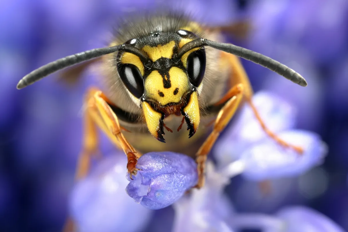 Queen common wasp on grape hyacinth Queen common wasp on grape hyacinth