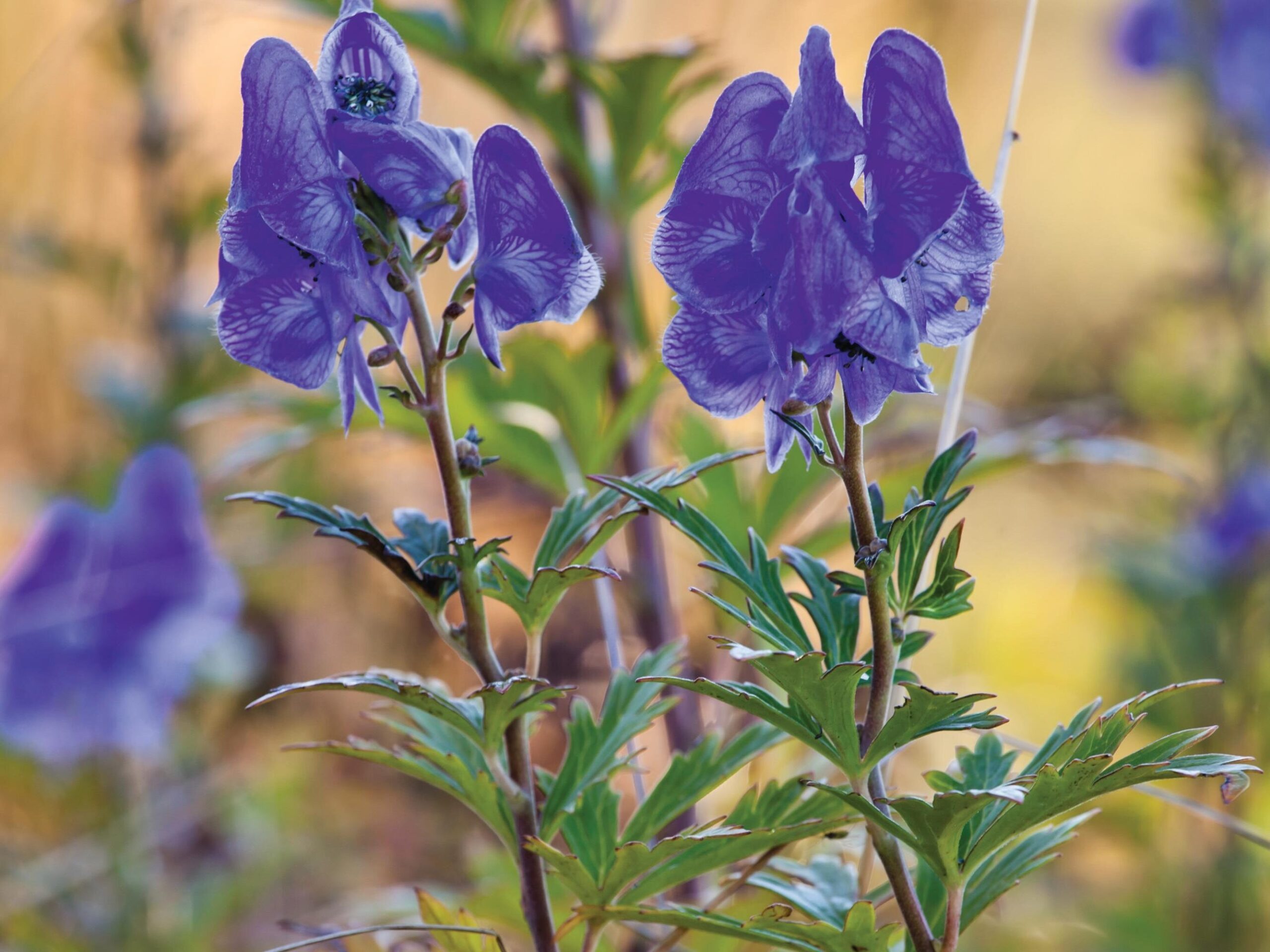 Aconitum carmichaelii ‘Arendsii’