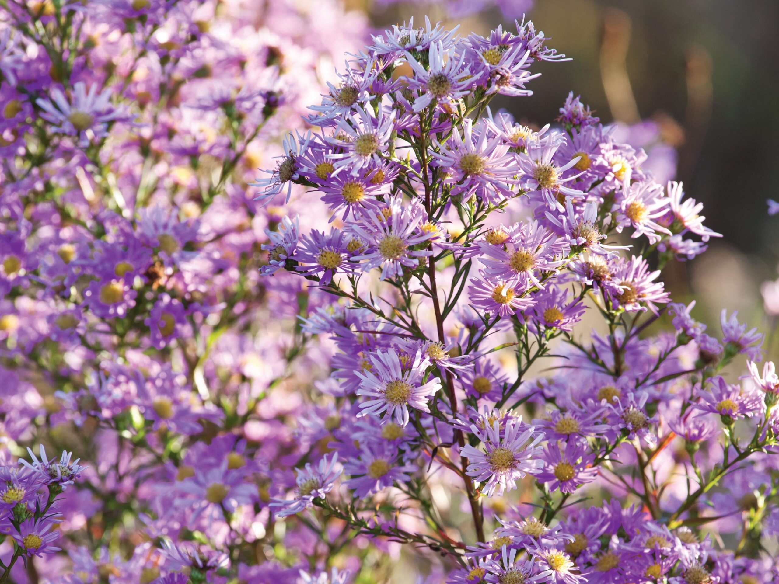 symphyotrichum ‘Ochtendgloren’