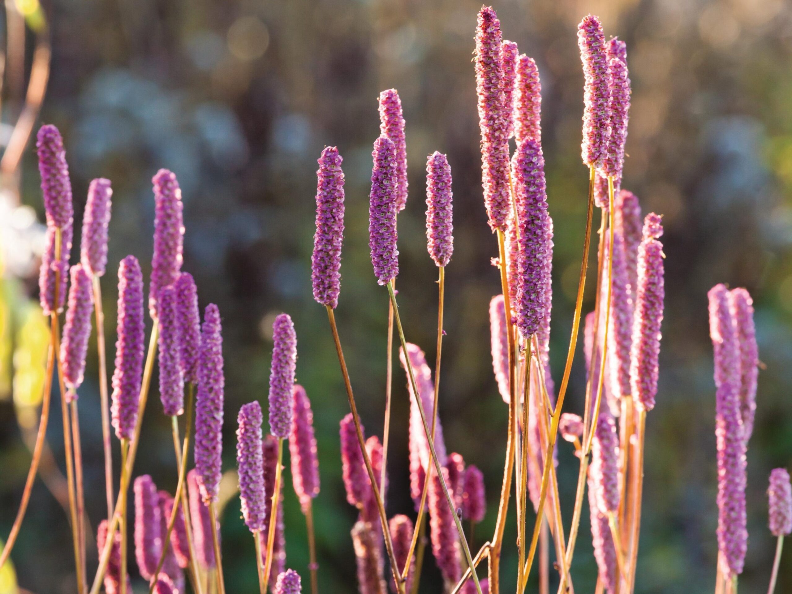 Sanguisorba ‘Blackthorn’