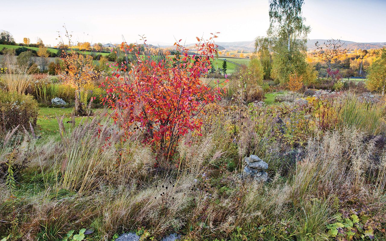 Karin Winkler's garden in  Germany