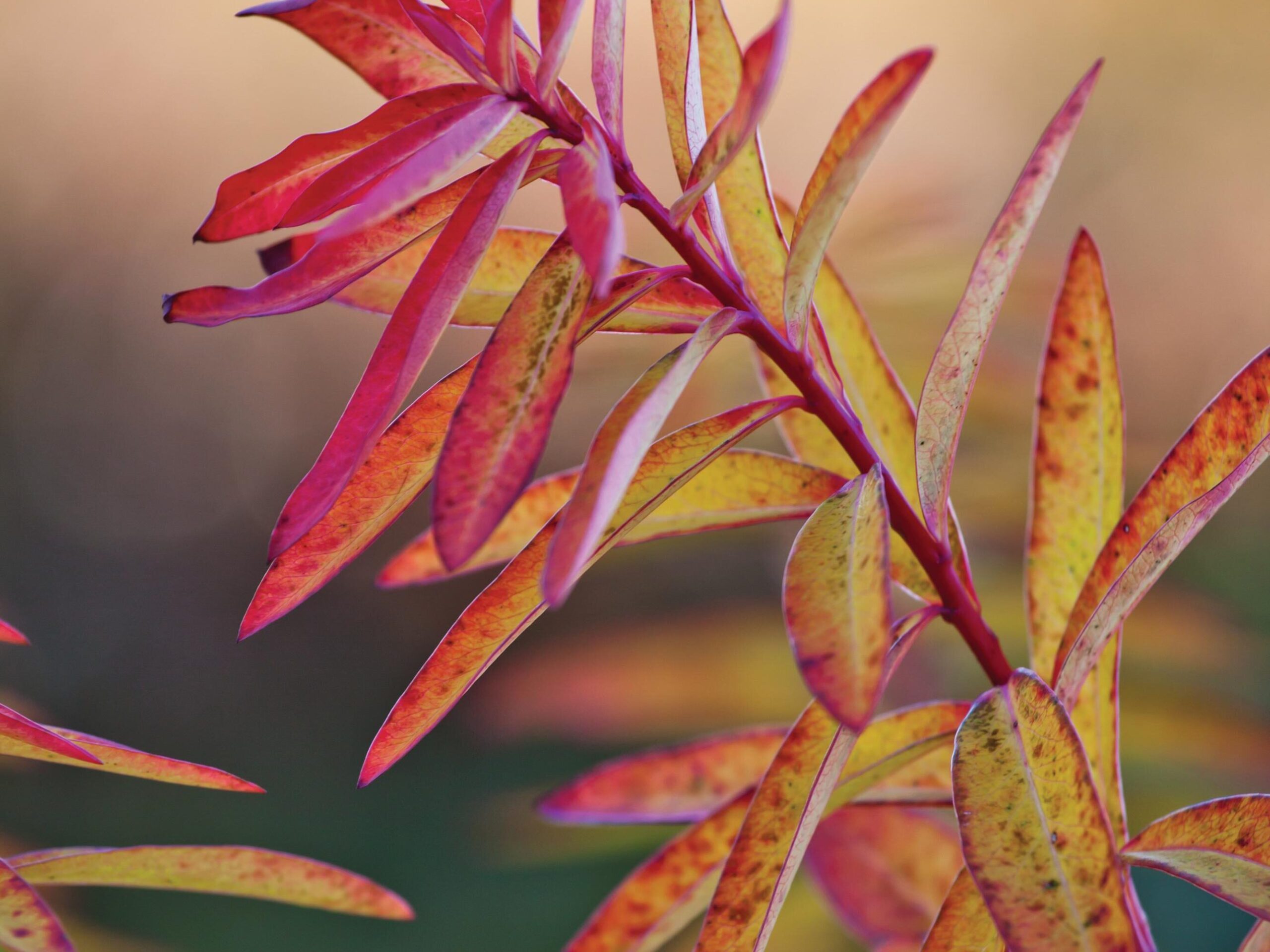 Euphorbia palustris