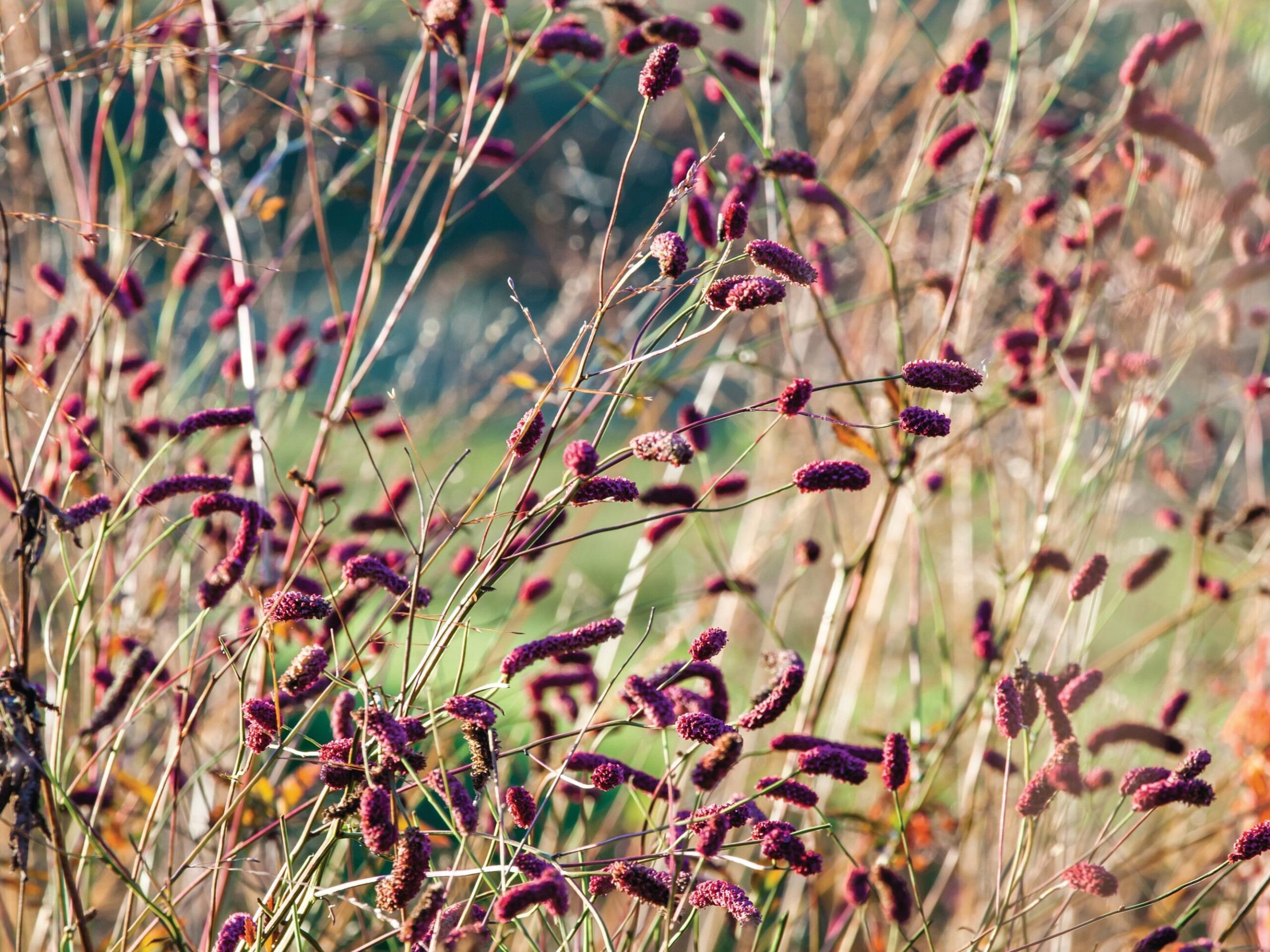 Sanguisorba ‘Scapino’