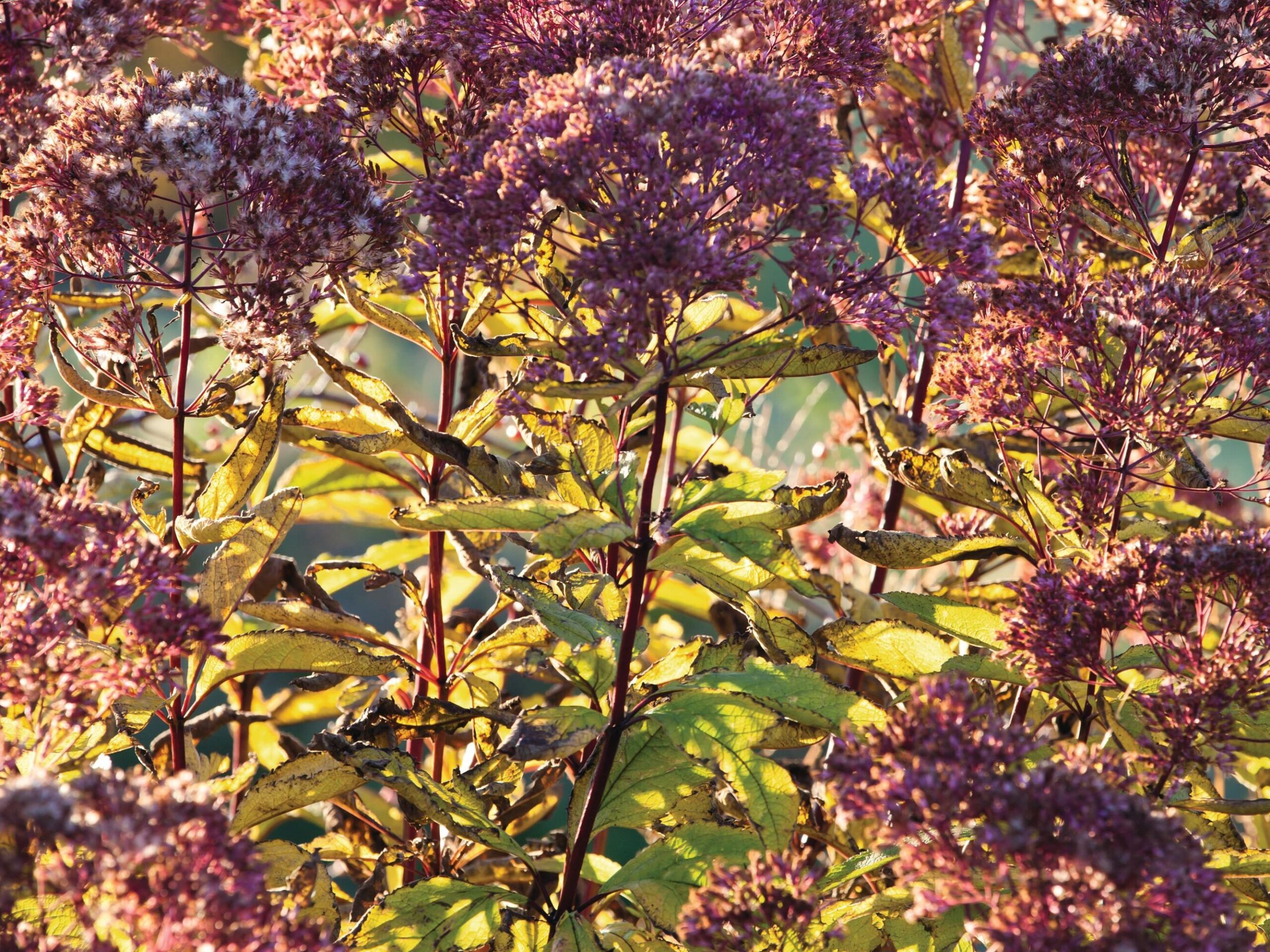 Eutrochium maculatum ‘Riesenschirm’