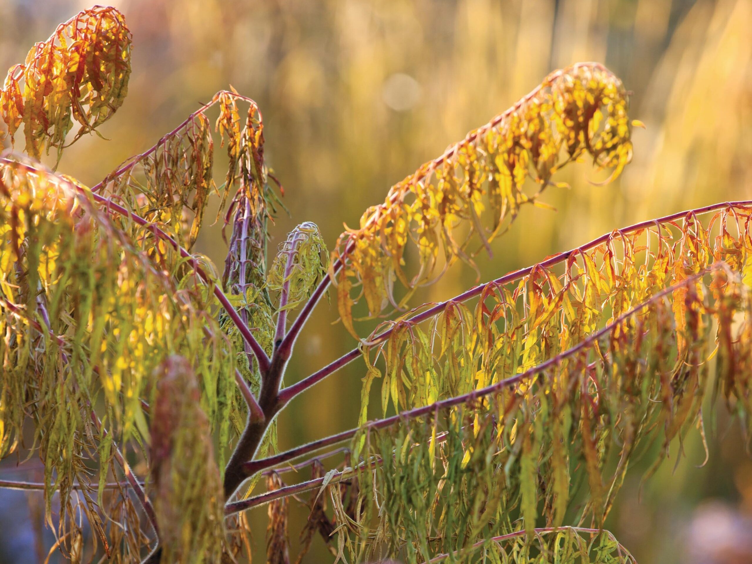 Rhus typhina ‘Dissecta’