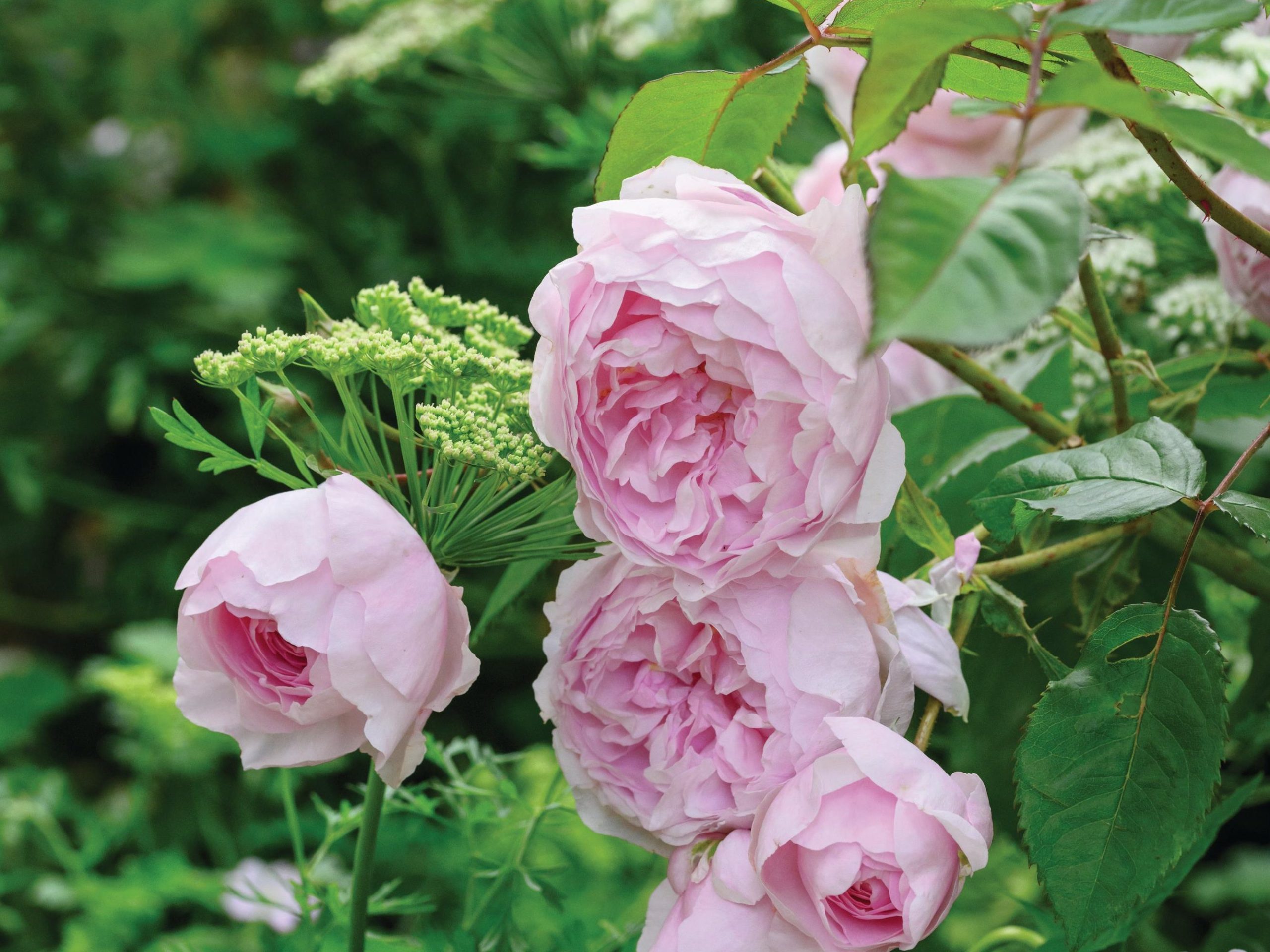 Rosa Olivia Rose Austin