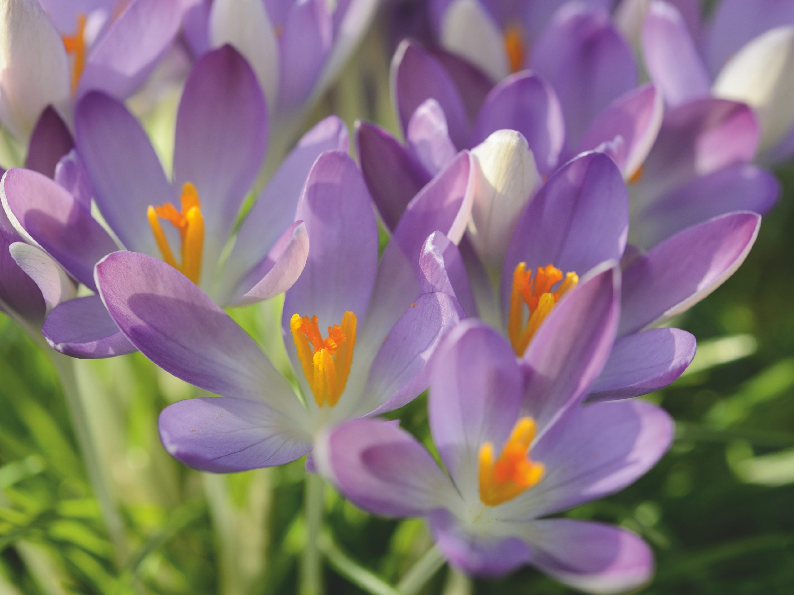 Crocus tommasinianus