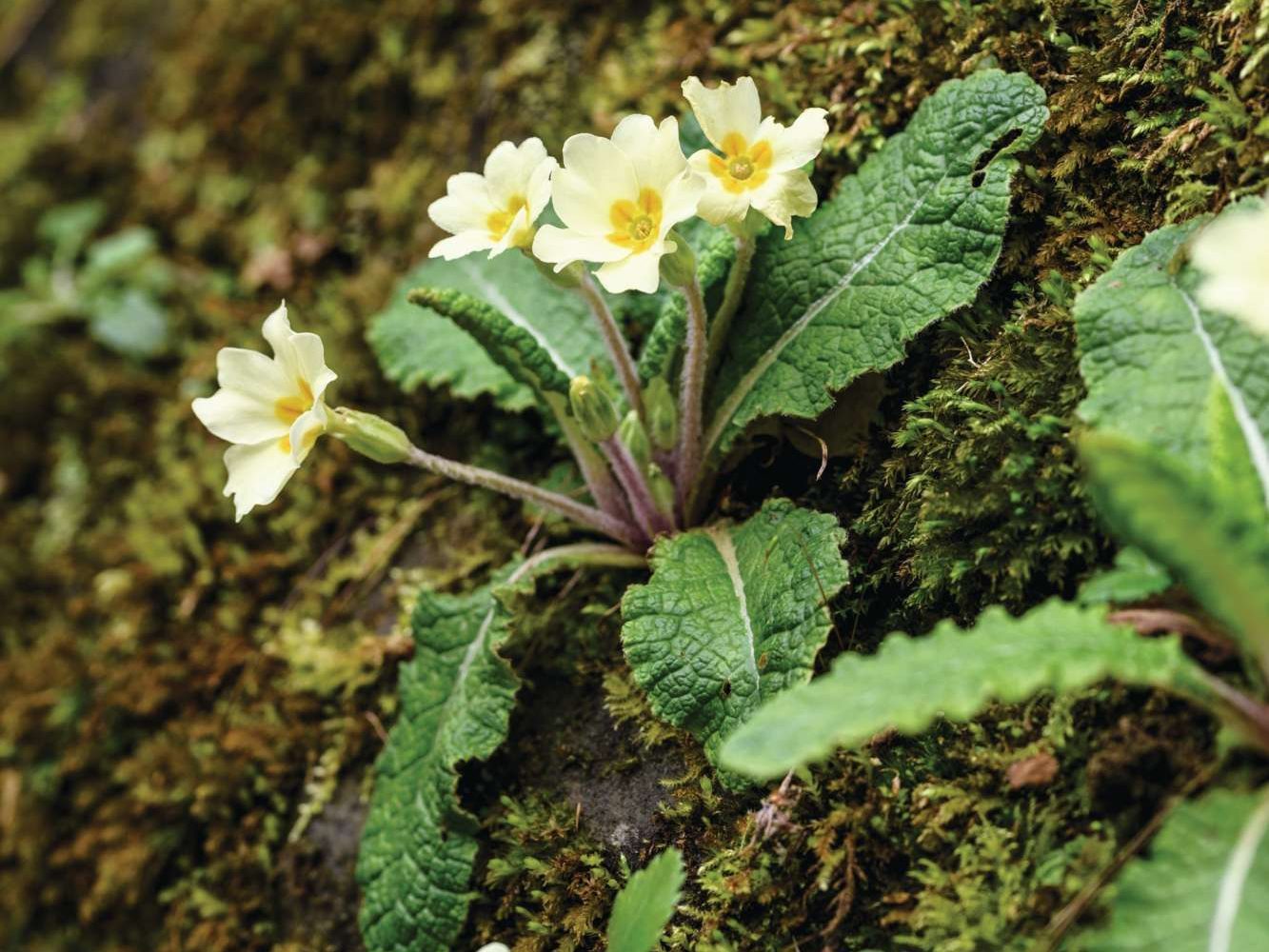 Primula vulgaris