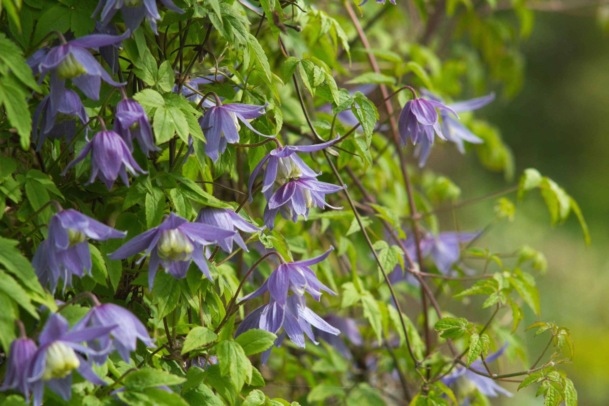 Clematis alpina Frances Rivis © Alamy - Matthew Taylor