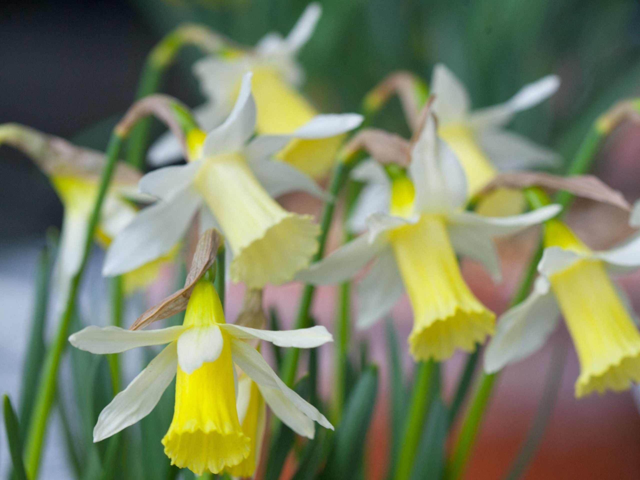 Narcissus 'Elka' © Alamy DK