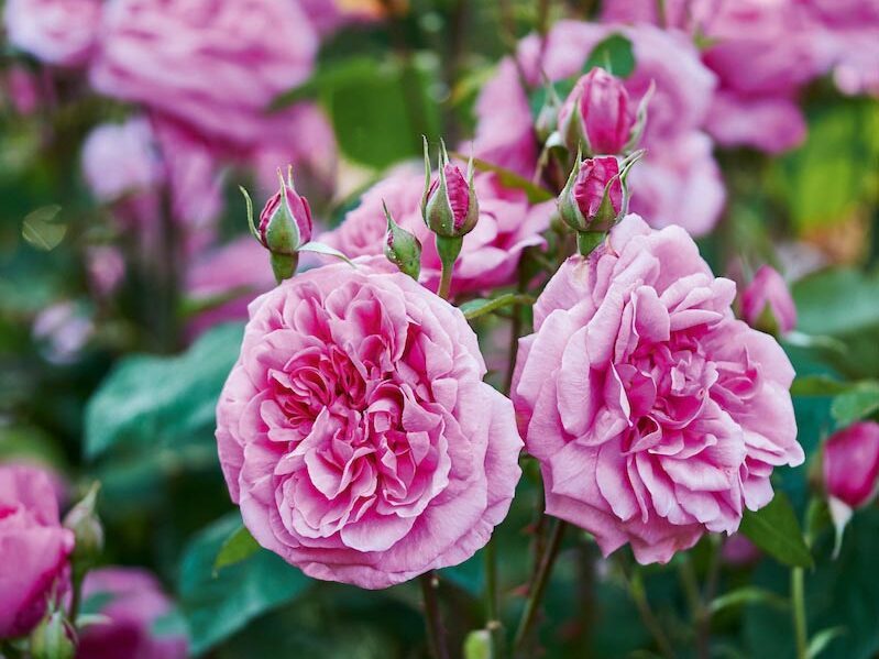 Rosa Gertrude Jekyll (= 'Ausbord')