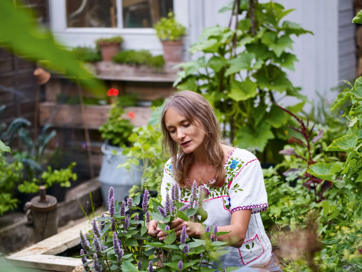 Anna Greenland harvesting Anise Hyssop Anna Greenland harvesting Anise Hyssop
