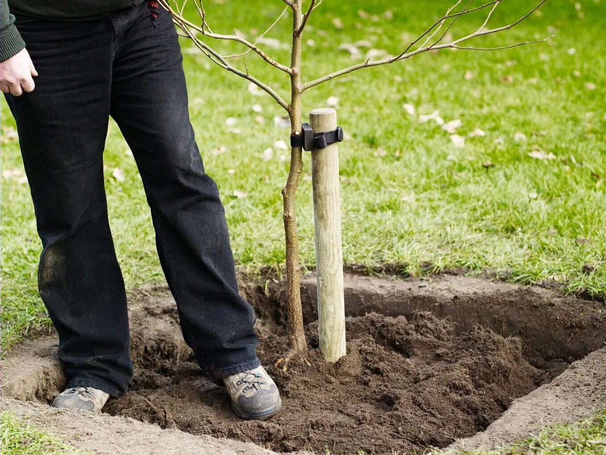 How to plant a tree How to plant a tree