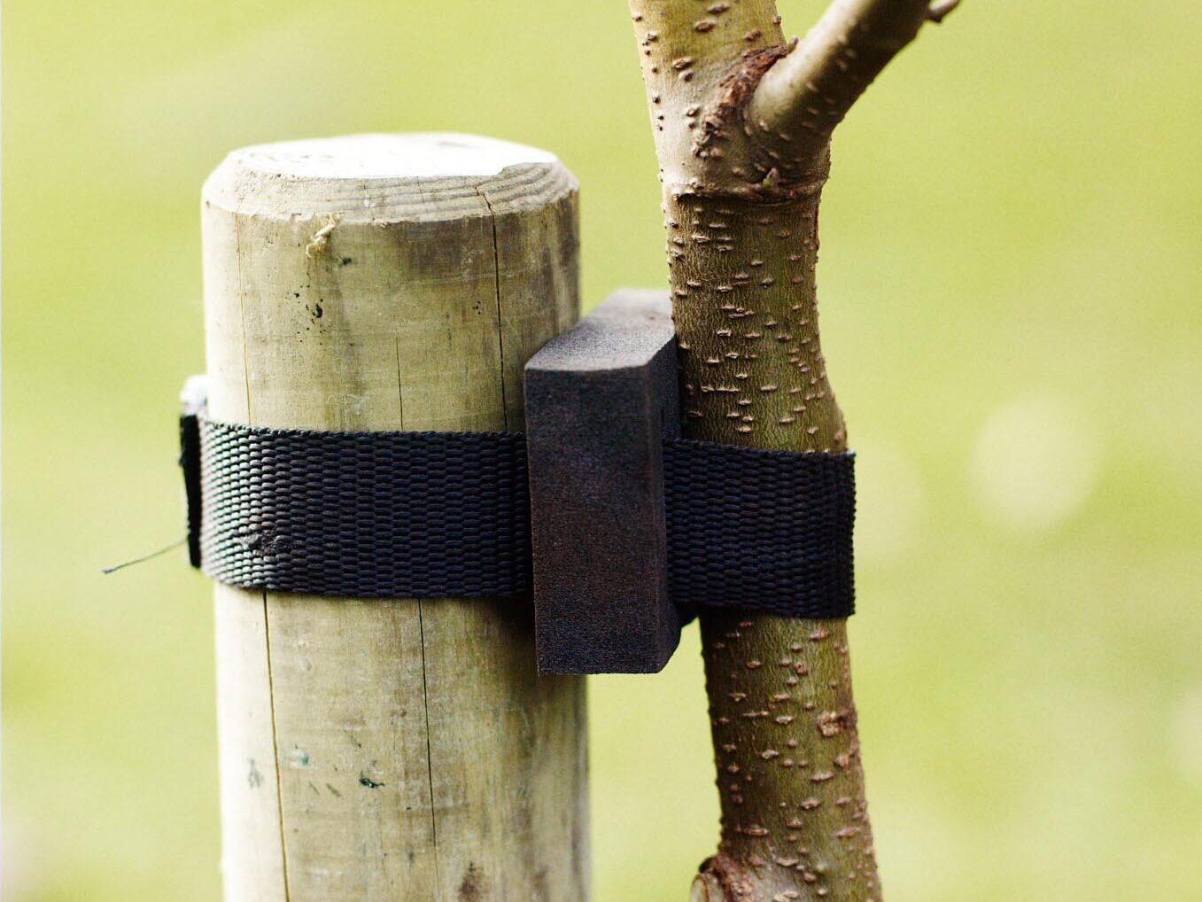 How to plant a tree