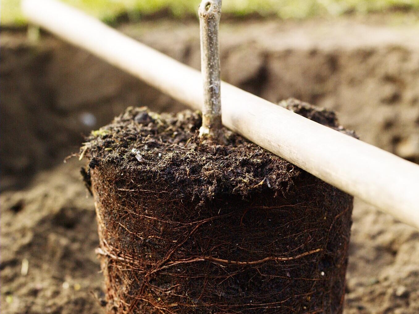 How to plant a tree