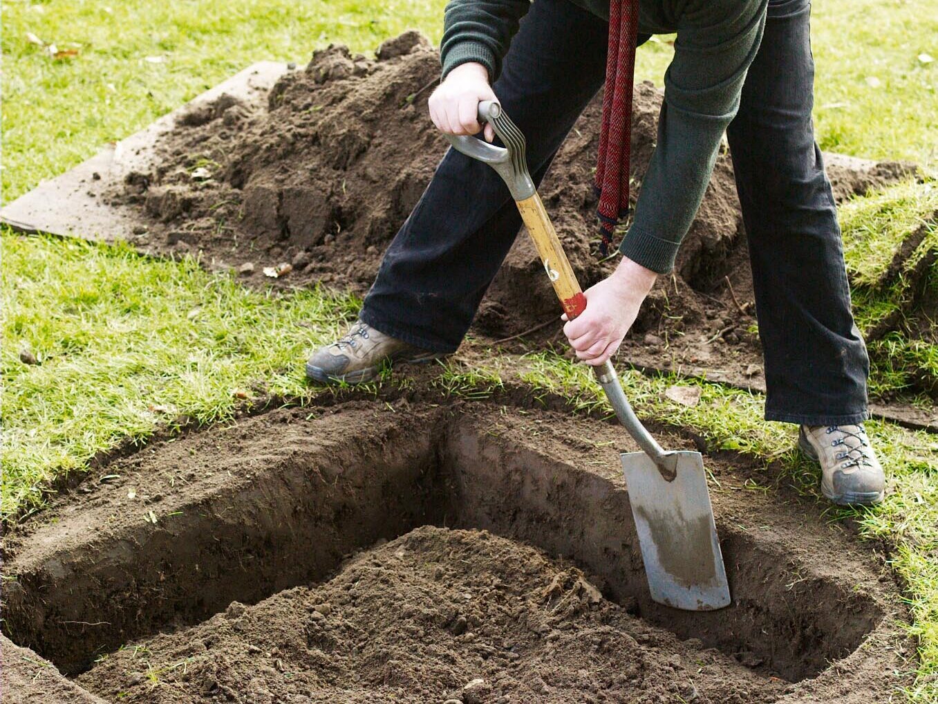 How to plant a tree