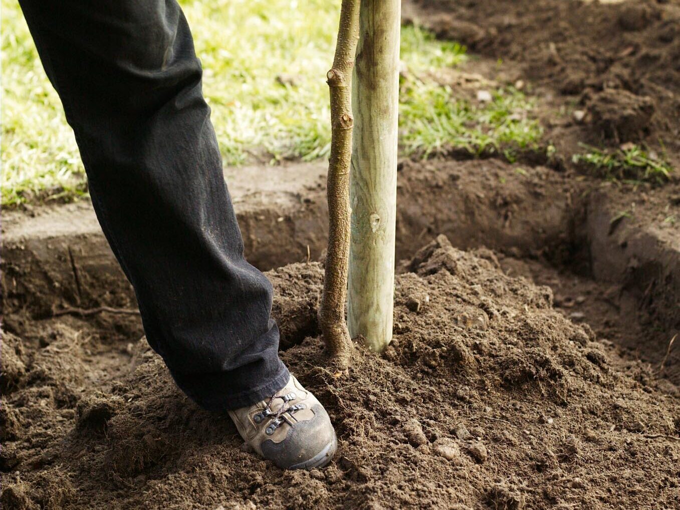 How to plant a tree