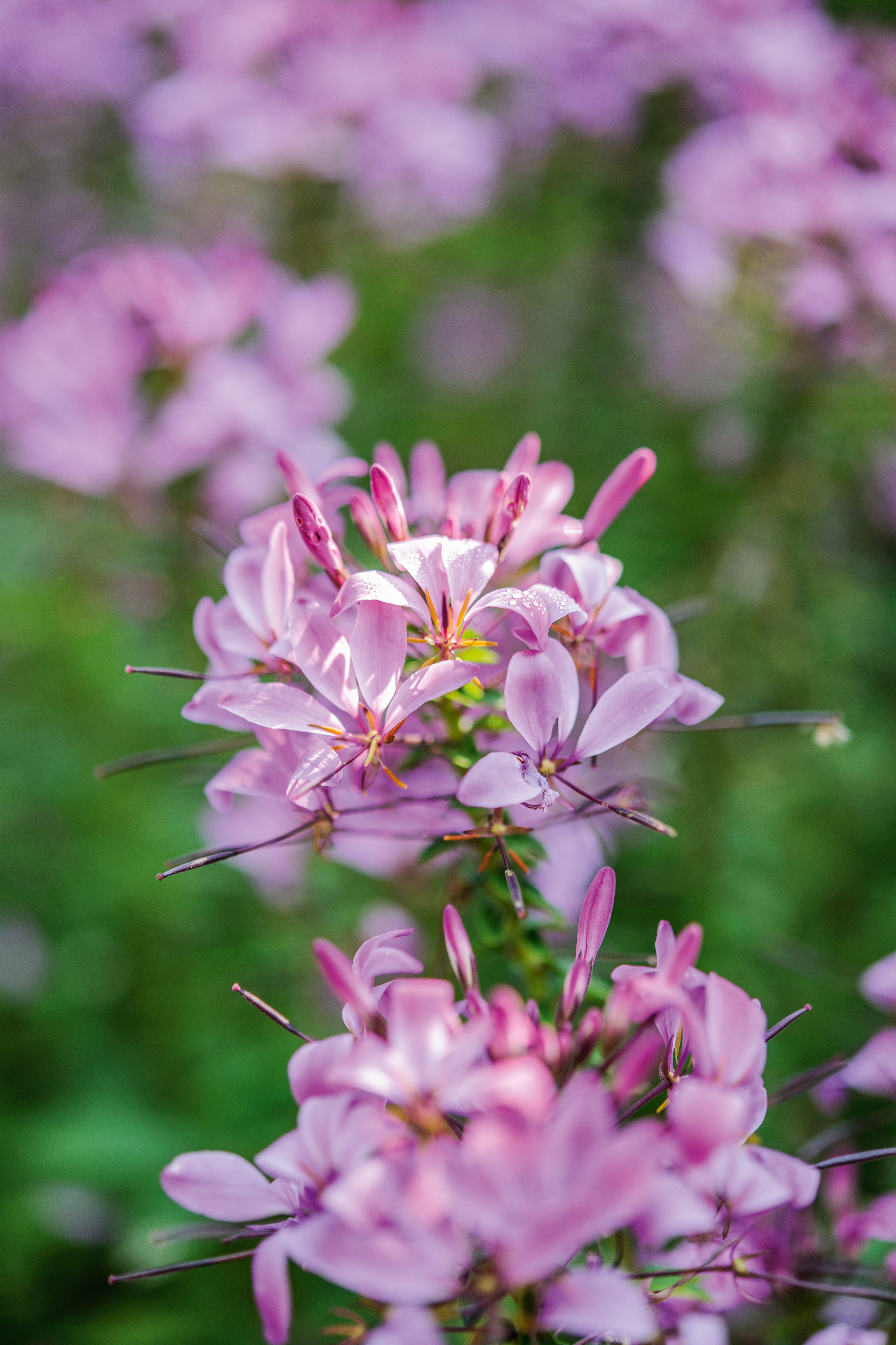 Cleome 'Senorita Rosalita'