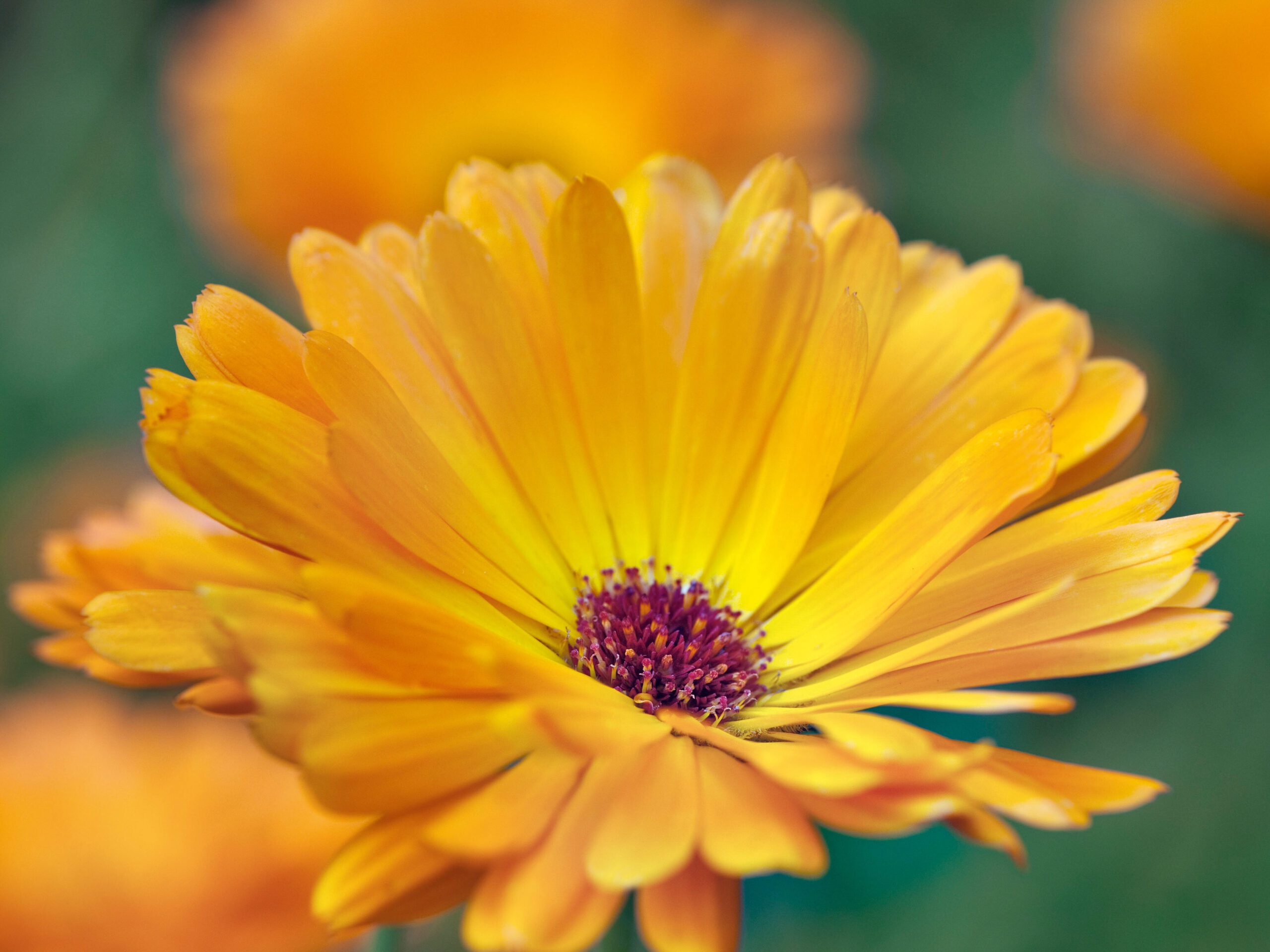 Calendula officinalis 'Orange King' (English marigold 'Orange King' - Hardy Annual) Calendula officinalis 'Orange King' (English marigold 'Orange King' - Hardy Annual)