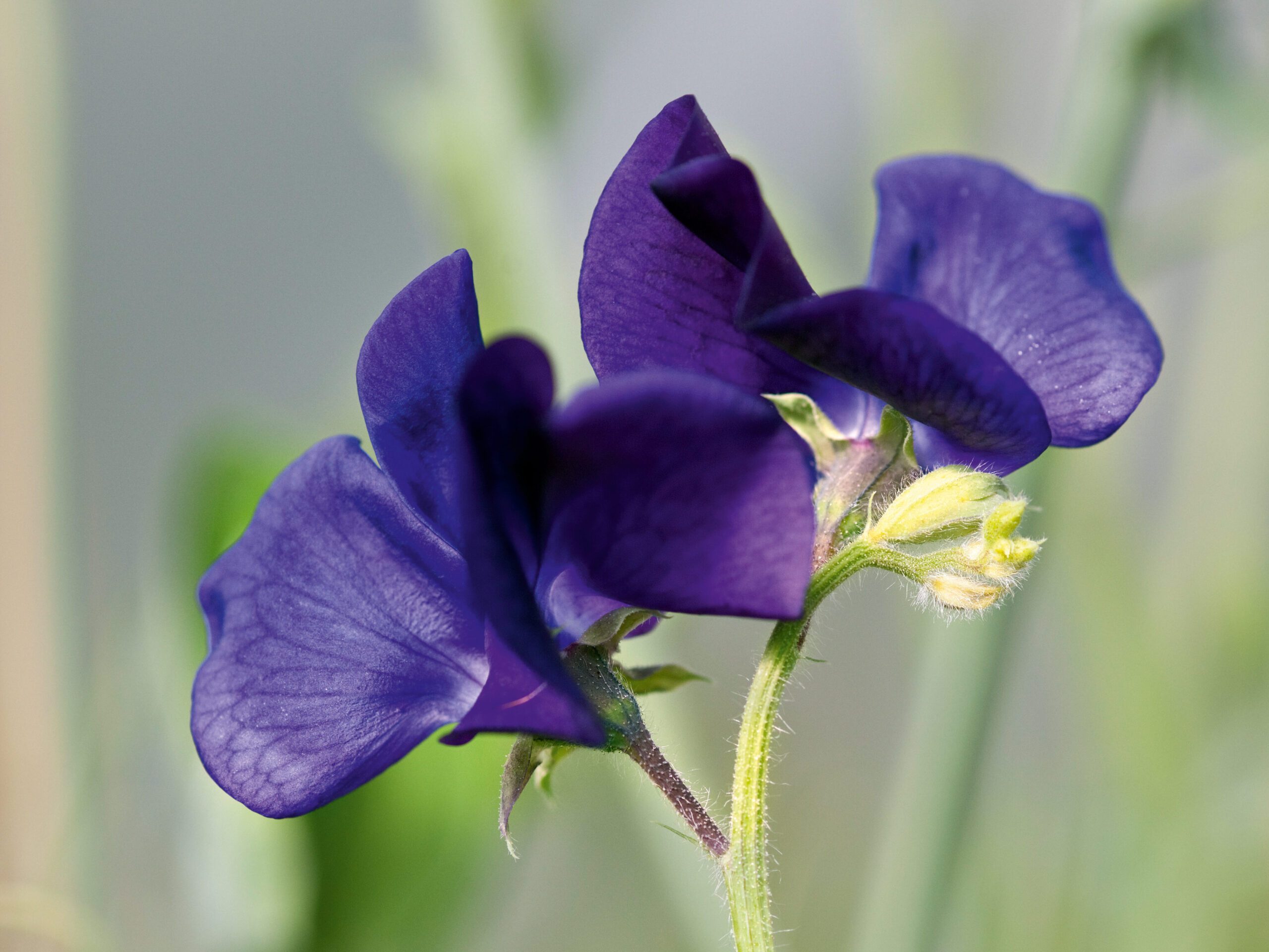 Lathyrus odoratus 'Dave's' Lathyrus odoratus 'Dave's'